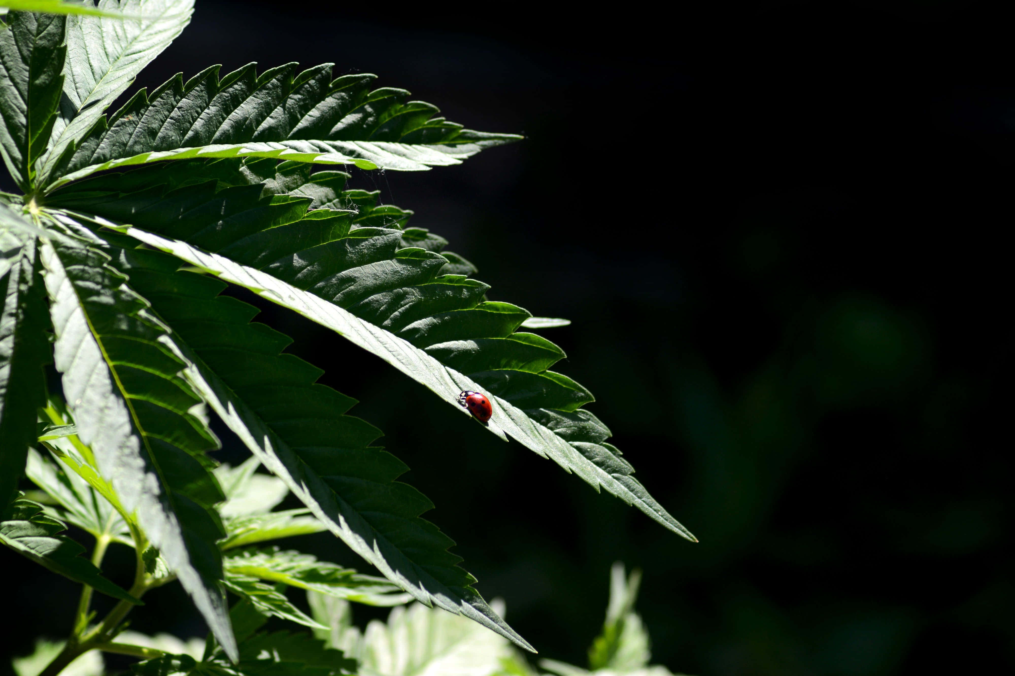 420 桌布 壁紙 — 一隻小小的紅色瓢蟲在黑暗模糊的背景中，停在陽光照射的大麻葉上。