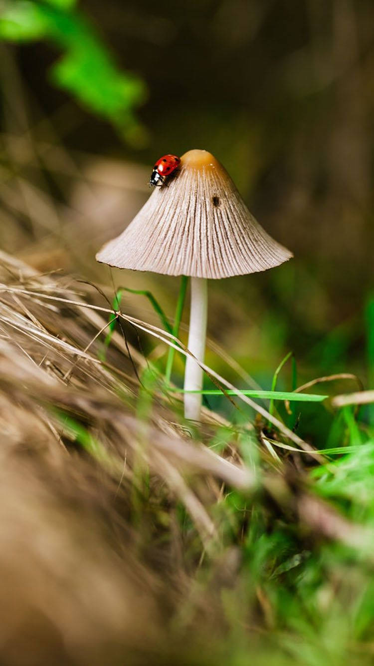 Mushroom Aesthetic 桌布 壁紙 — 一隻小小的紅色瓢蟲棲息在陽光照射的森林地面上，一朵精緻的米色蘑菇上，周圍有綠草和乾樹枝。