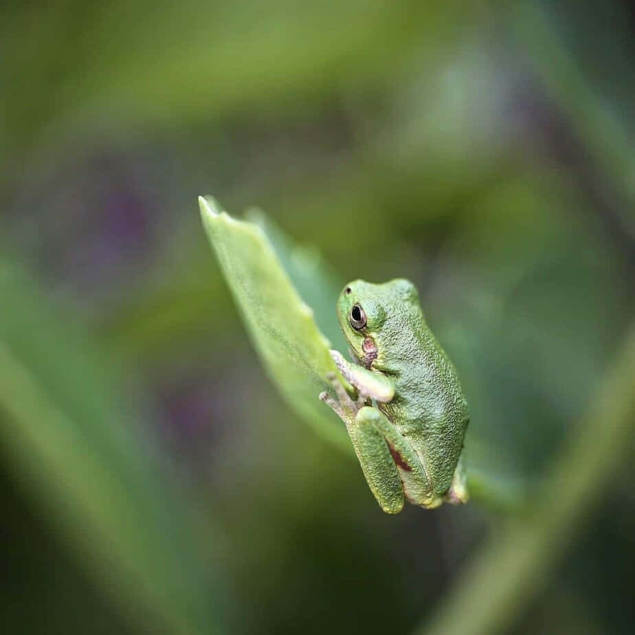 Frog 桌布 壁紙 — 一隻小小的綠色樹蛙緊抓著一片葉子，背景是柔焦的樹葉。