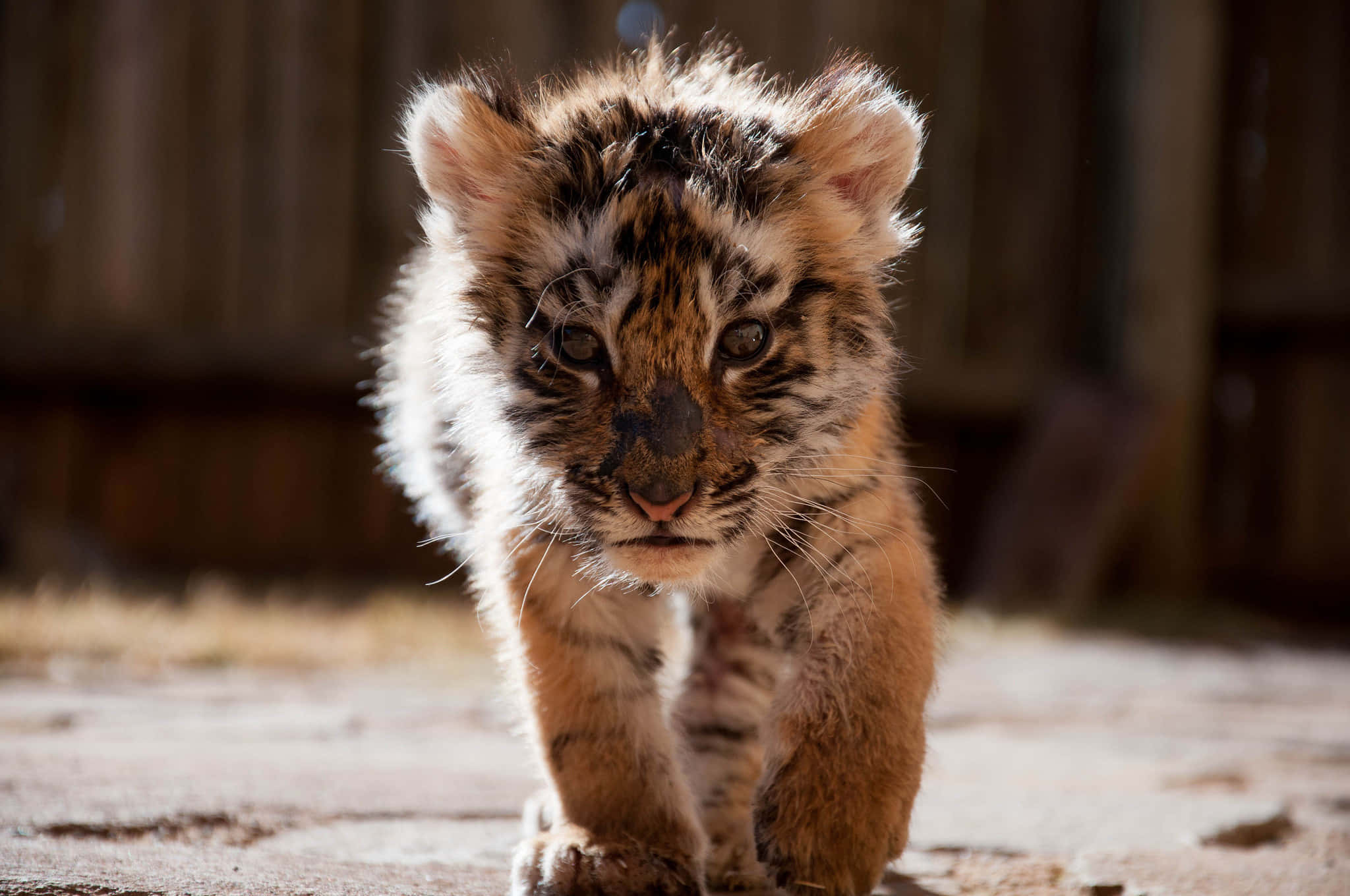 Cute Tiger 桌布 壁紙 — 一隻小小的老虎寶寶，有著柔軟的橙色毛皮和深色條紋，在陽光照耀的泥土路上向著鏡頭走來。