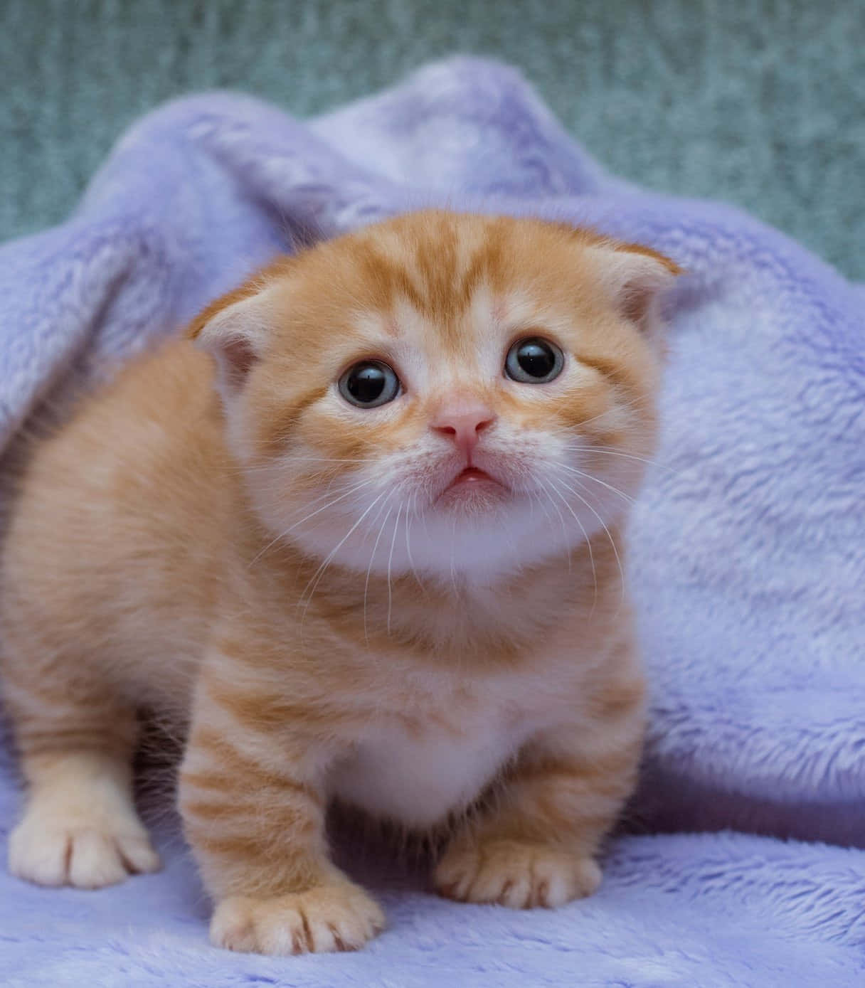 Munchkin Cat 桌布 壁紙 — 一隻小小的薑黃色小貓，有著大大的圓眼睛，站在柔軟的紫色毛毯上，直視鏡頭。