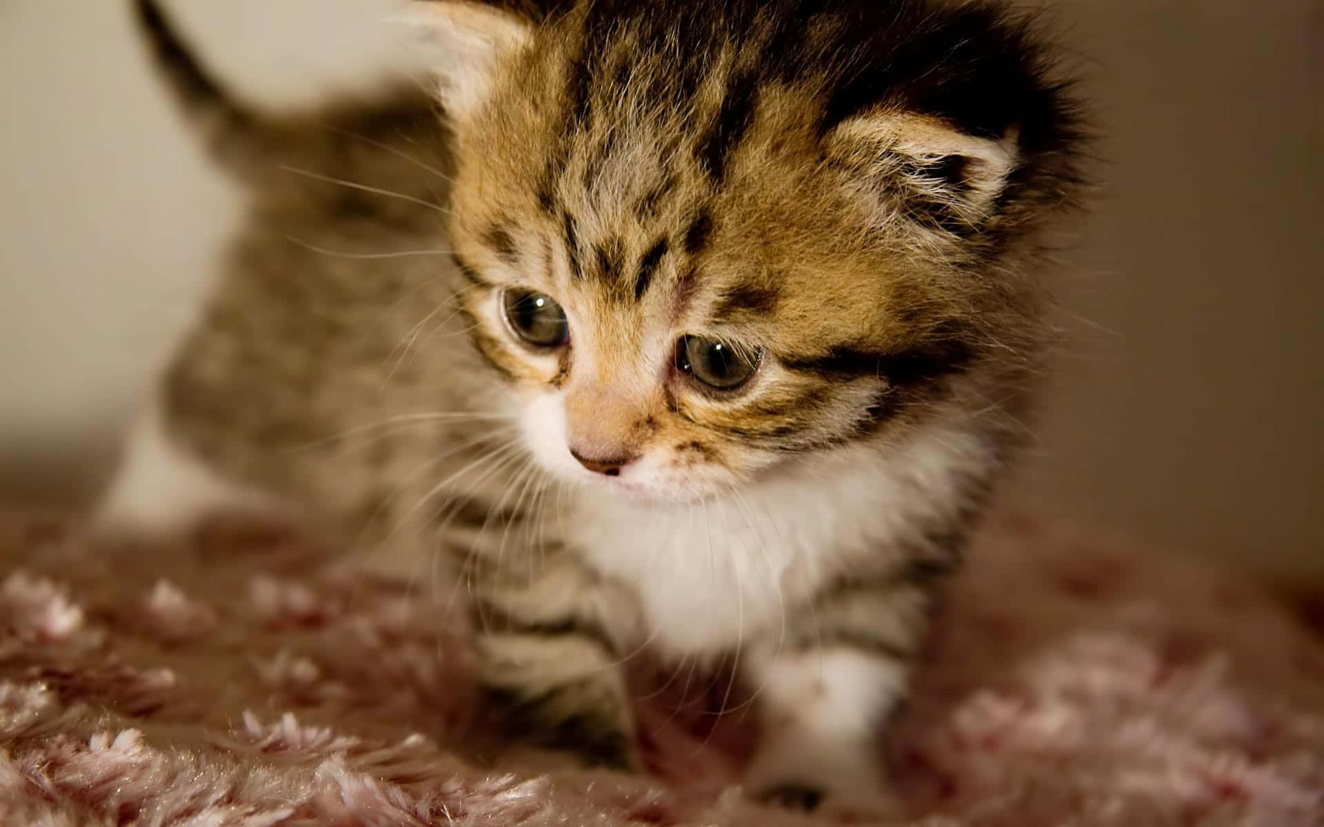 Cute Baby Animals 桌布 壁紙 — 一隻小小的虎斑貓咪，有著又大又好奇的眼睛，站在室內柔軟的粉紅色紋理地毯上。