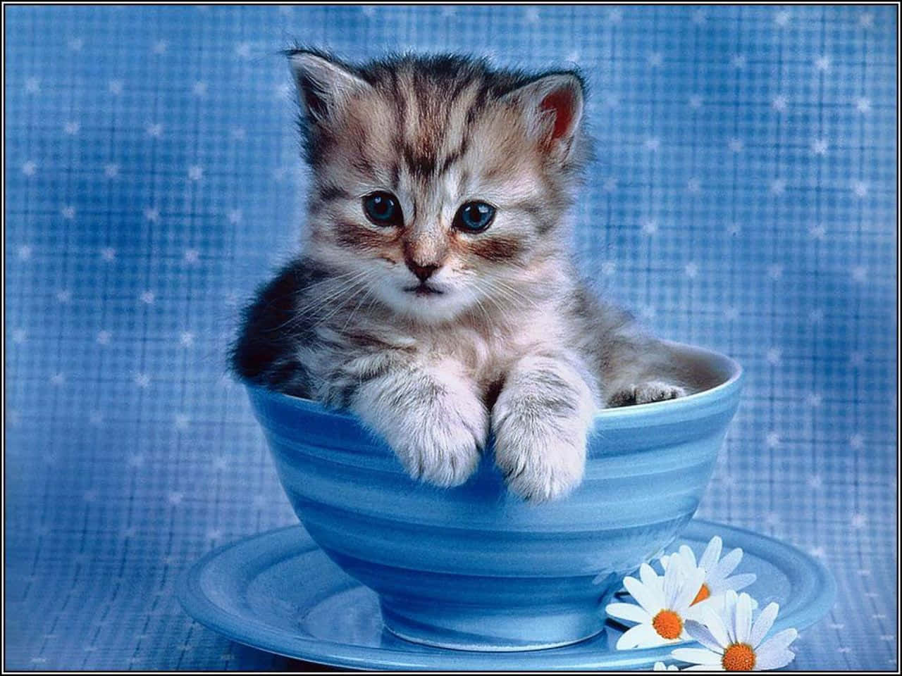 kitty cat 桌布 壁紙 — 一隻小小的虎斑貓咪，有著大大的藍色眼睛，可愛地坐在藍色陶瓷杯裡，杯碟旁邊有雛菊。
