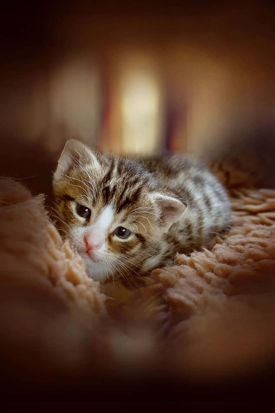 Beautiful Cats 桌布 壁紙 — 一隻小小的虎斑貓咪，睜著大大的眼睛，在柔軟的蜜桃色毛毯上休息，周圍是溫暖舒適的室內場景。
