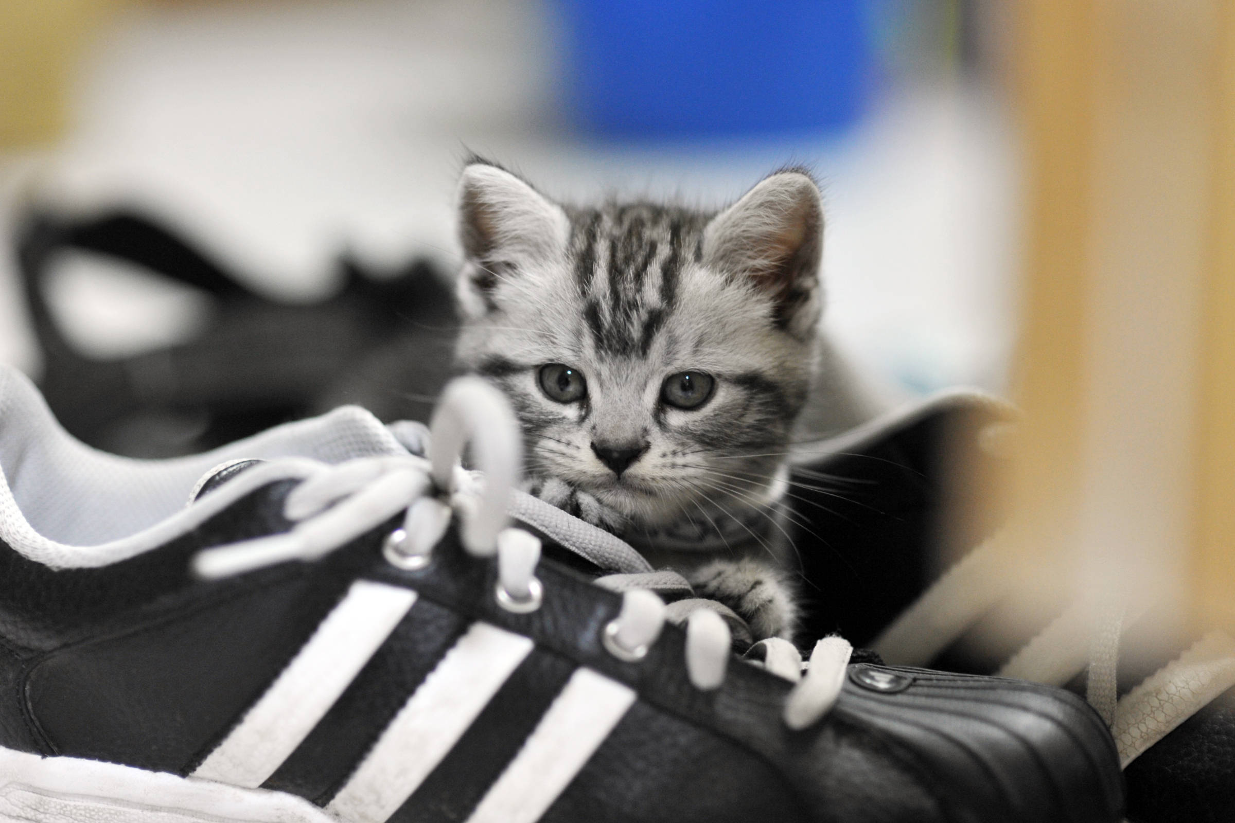 愛迪達 桌布 壁紙 — 一隻小小的虎斑貓在柔焦下，好奇地從一雙黑白 Adidas 運動鞋後面探出頭來。