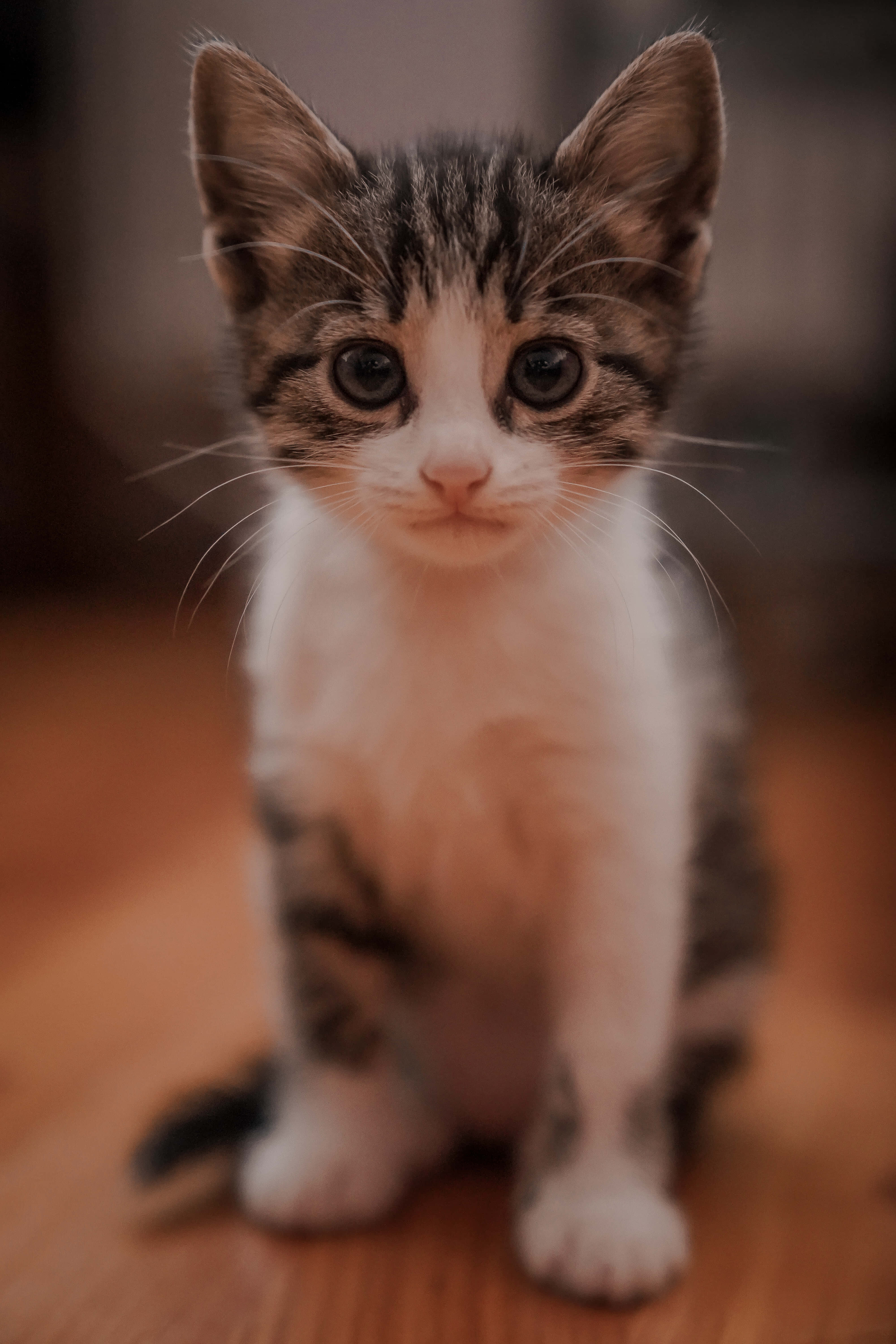 cute kitty 桌布 壁紙 — 一隻小小的虎斑貓寶寶，有著又大又好奇的眼睛，直直地坐在溫暖的木地板上，直視著相機。