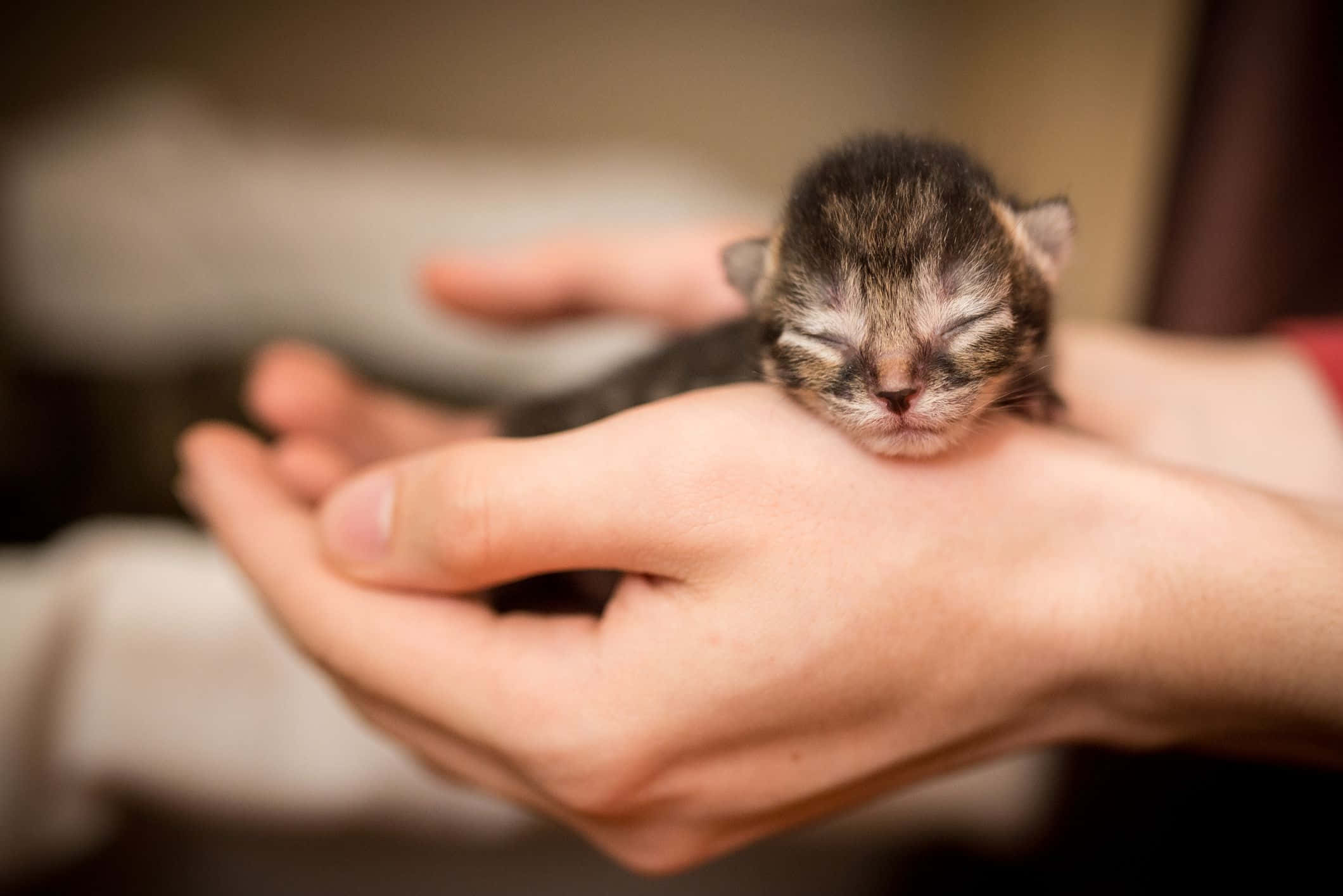 baby cat 桌布 壁紙 — 一隻小小的虎斑貓寶寶正在睡覺，被輕輕地捧在合攏的人類手掌中，背景是柔和模糊的。