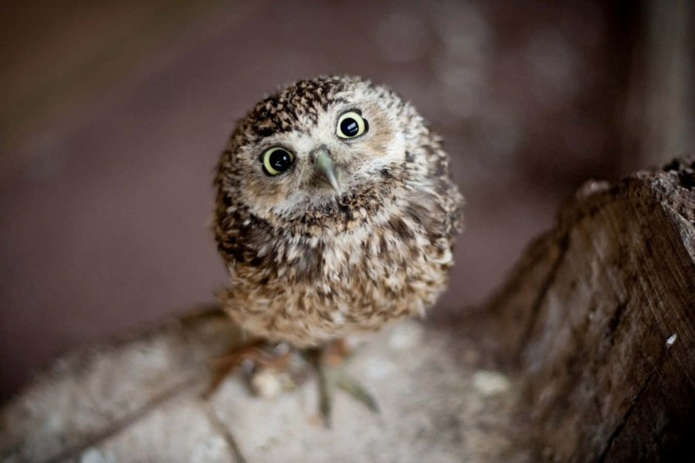 Baby Owl 桌布 壁紙 — 一隻小小的貓頭鷹，有著又大又好奇的眼睛，站在粗糙的木樁上，背景是柔和模糊的自然環境。