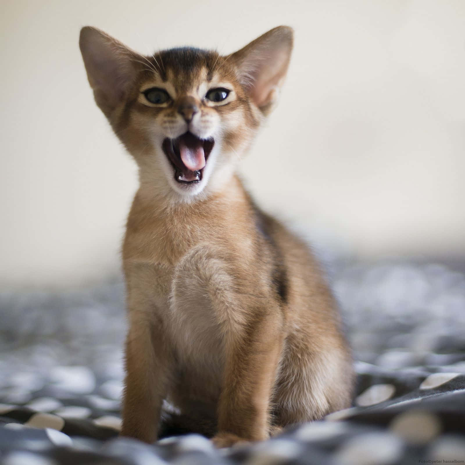 Abyssinian 桌布 壁紙 — 一隻小小的阿比西尼亞貓咪，睜著大眼睛、張開嘴巴，警覺地坐在有圖案的毯子上。
