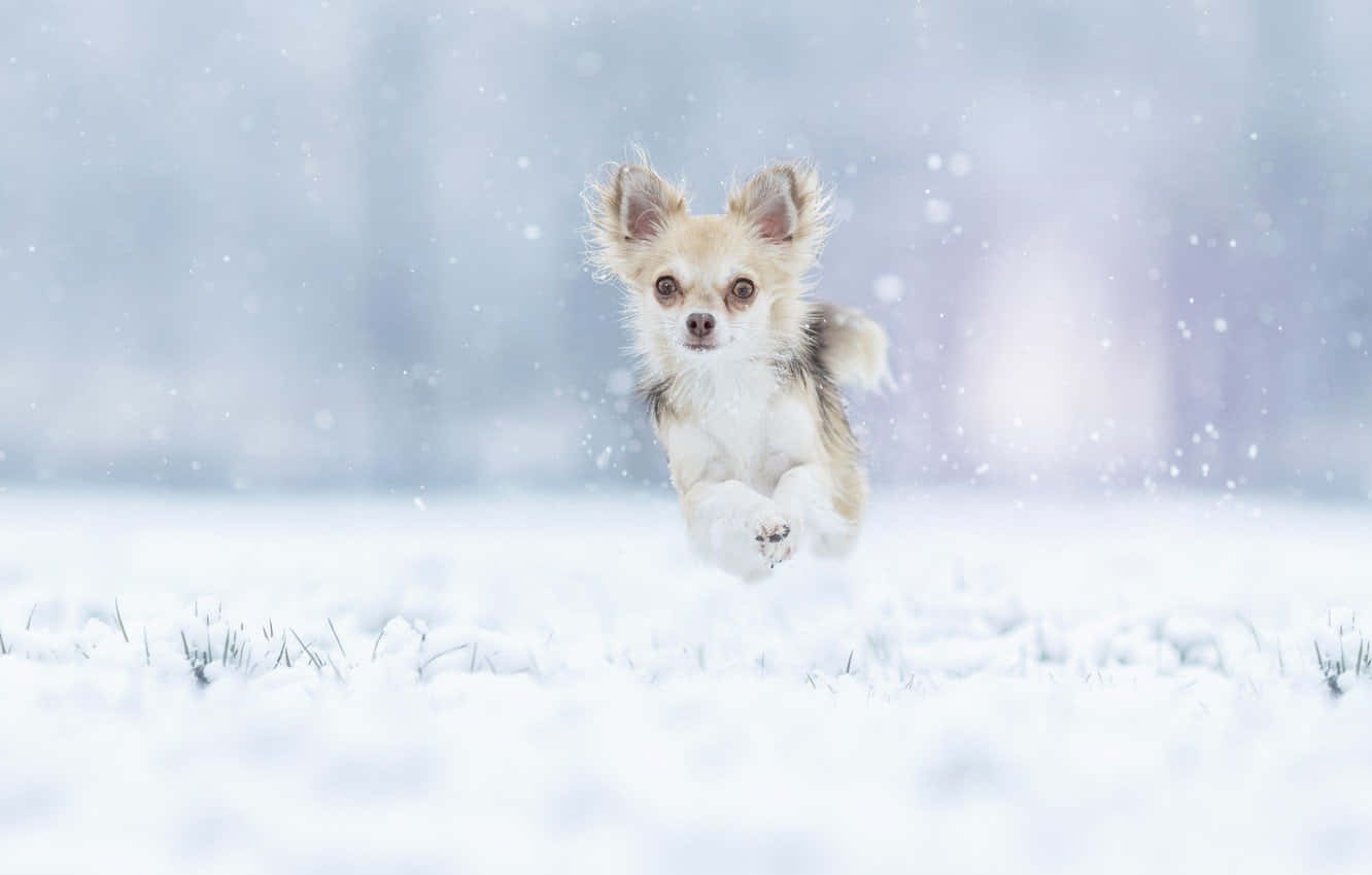 狗 桌布 壁紙 — 一隻小巧的吉娃娃在雪地上歡快地奔跑，雪花在冬日場景中飄落。