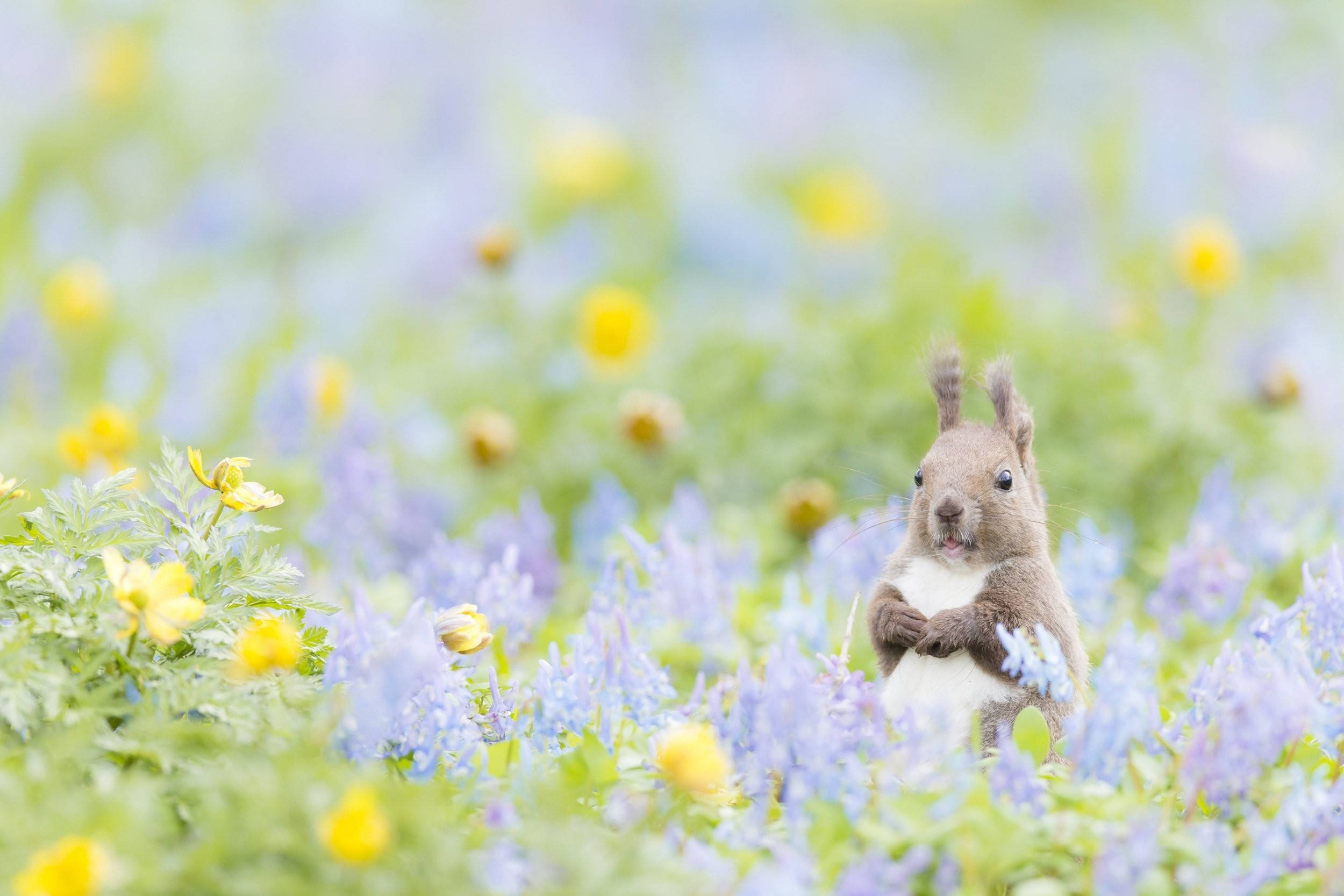 Cute Spring 桌布 壁紙 — 一隻小松鼠在明亮的日光下，在一片柔和的紫色和黃色野花田中警覺地站立。