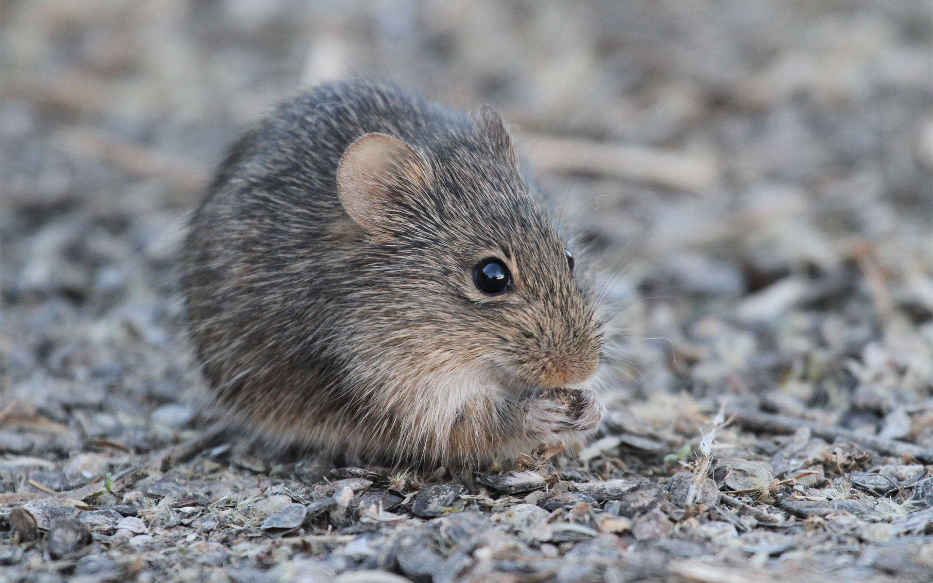Mouse 桌布 壁紙 — 一隻小棕色老鼠，深色眼睛，在乾燥的碎石和樹枝間啃食種子。