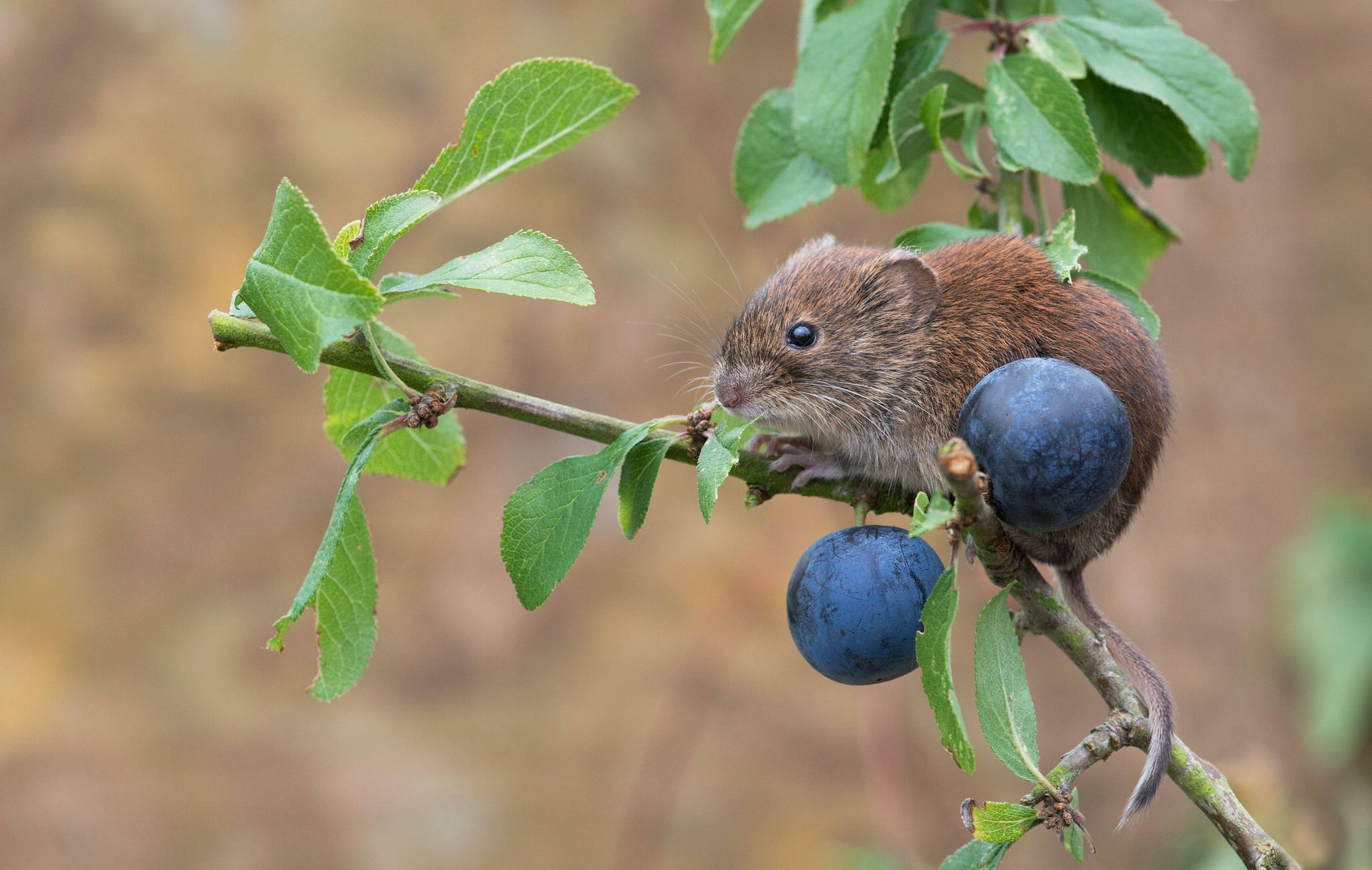 Mouse 桌布 壁紙 — 一隻小棕色老鼠棲息在樹枝上，啃食著一顆成熟的藍色李子，周圍是新鮮的綠葉。