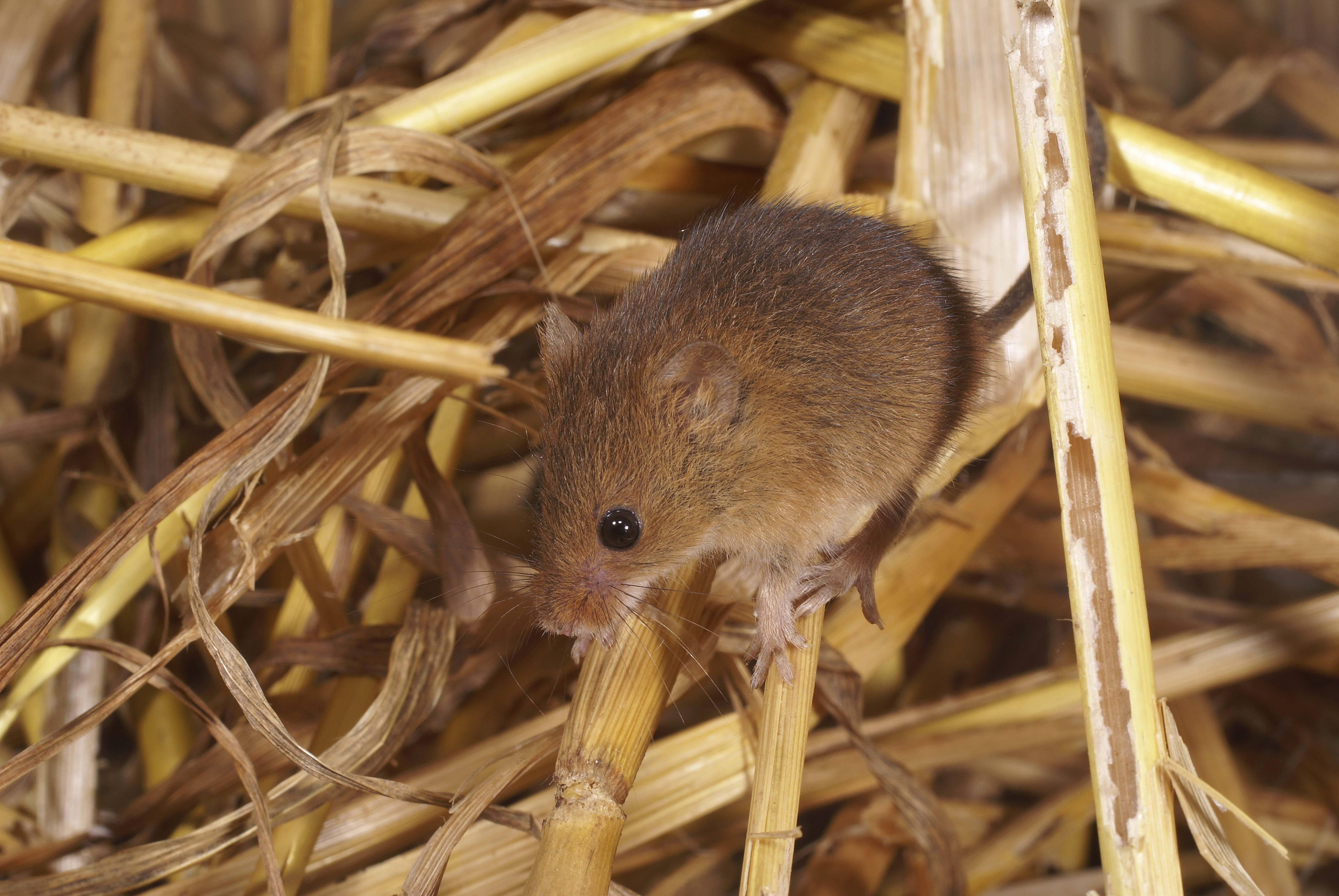 Mouse 桌布 壁紙 — 一隻小棕色老鼠輕輕地棲息在乾燥的金色稻草莖上，特寫照片。