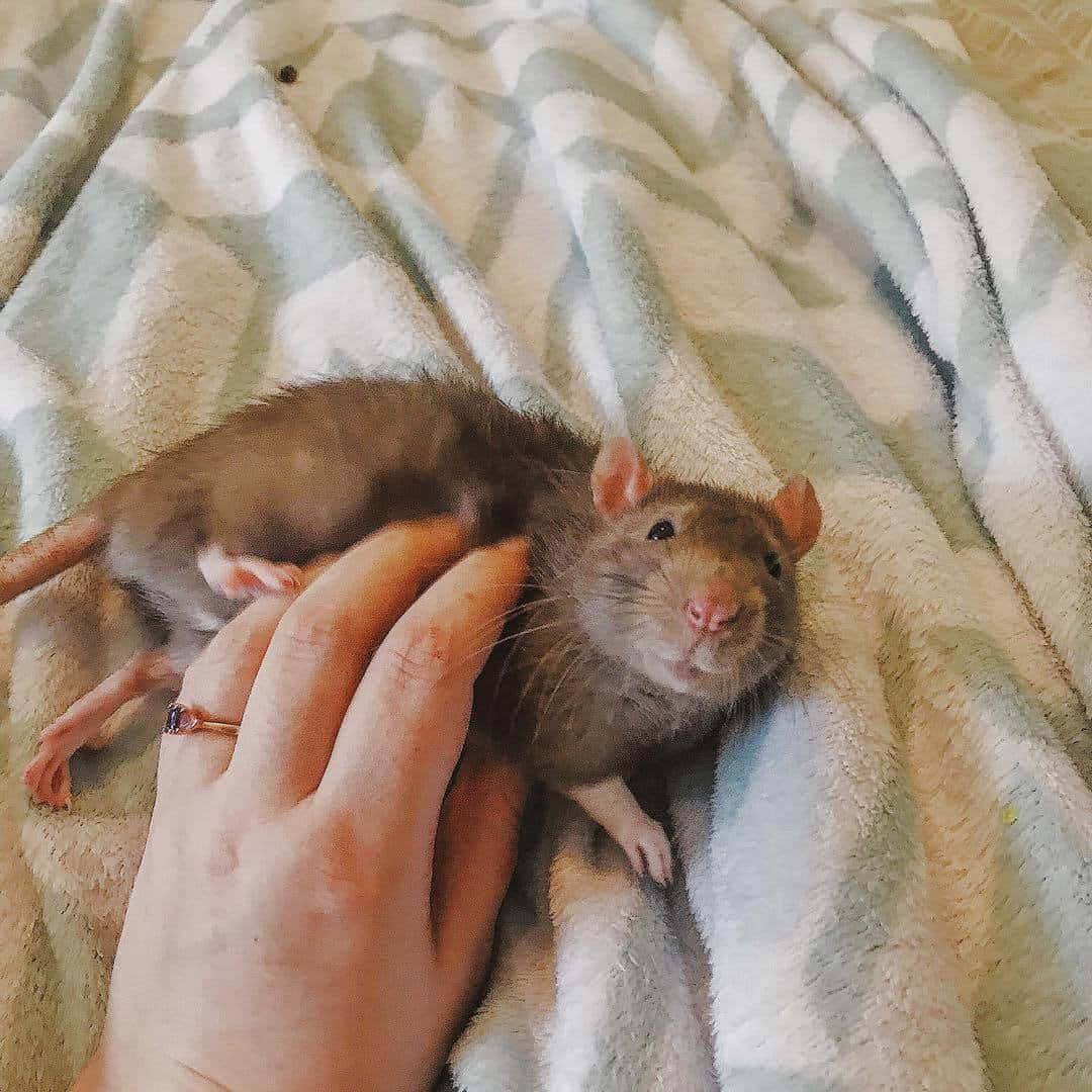 Rat 桌布 壁紙 — 一隻小棕色老鼠輕輕地躺在柔軟的手上，放在舒適的條紋毯子上，用好奇的眼睛向上看。