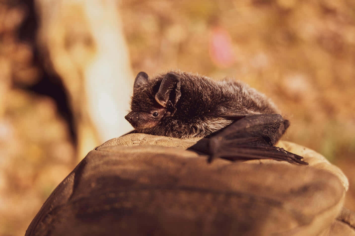 Bats 桌布 壁紙 — 一隻小棕色蝙蝠蜷縮在長滿苔蘚的石頭上休息，溫暖的金色光線中，背後是模糊的秋葉。