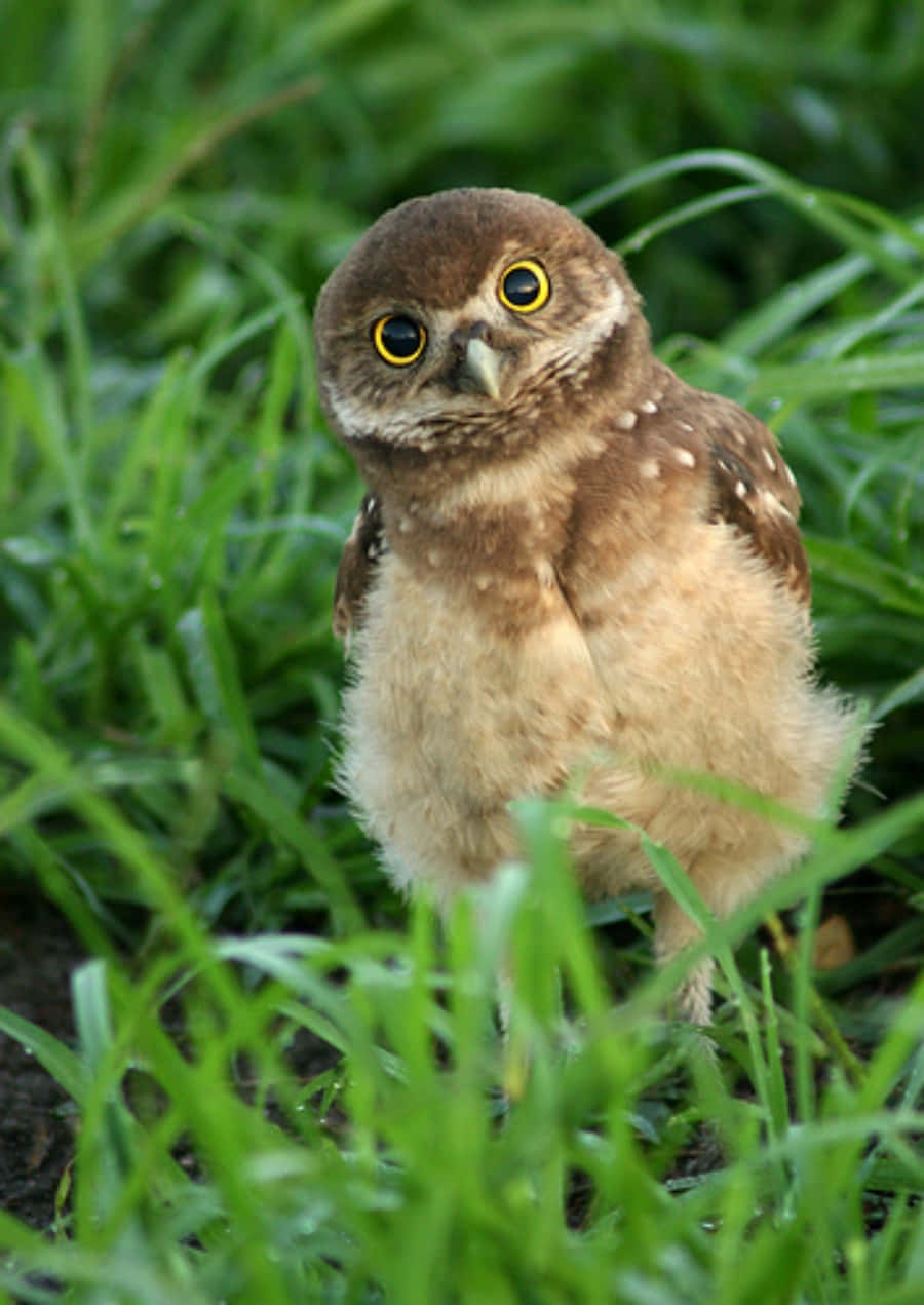 Baby Owl 桌布 壁紙 — 一隻小棕色貓頭鷹，有著明亮的黃色眼睛，警覺地站在充滿活力的綠色草地上。