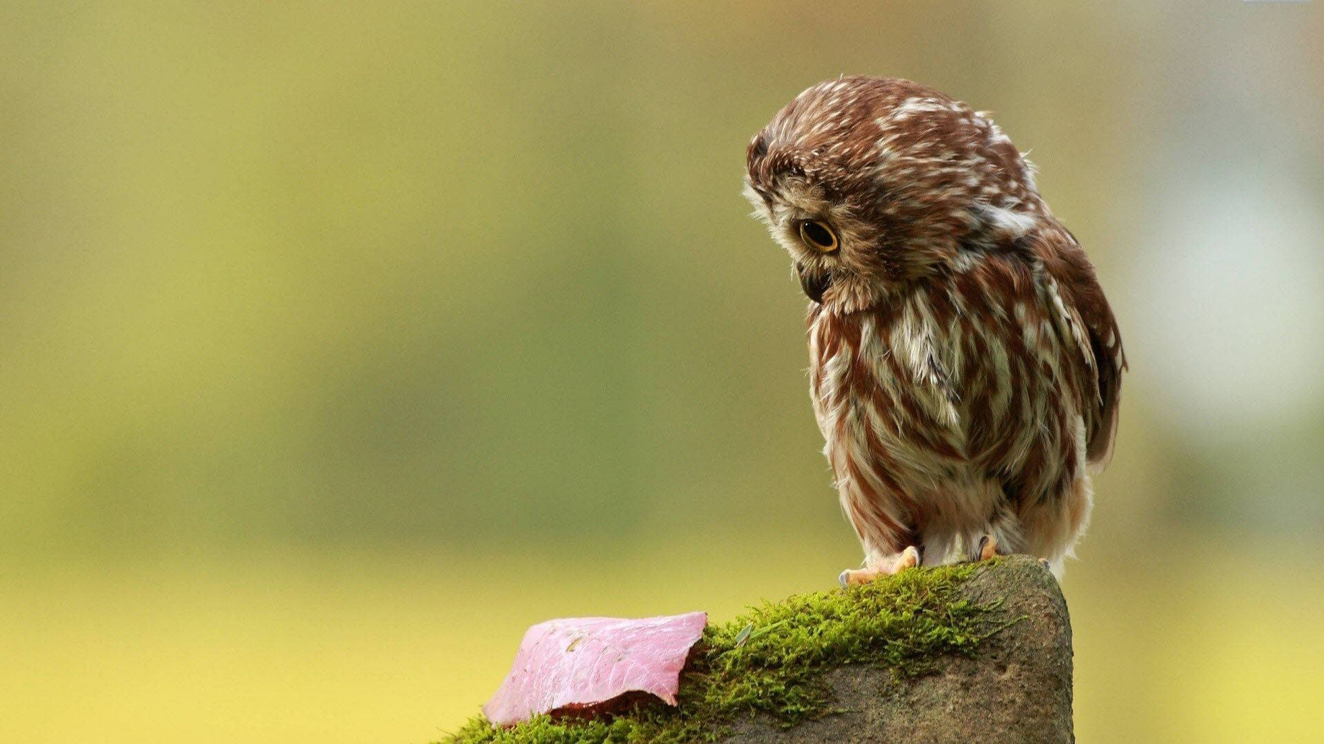 Baby Owl 桌布 壁紙 — 一隻小棕色貓頭鷹莊嚴地棲息在一塊長滿苔蘚的石頭上，旁邊有一片掉落的粉紅色葉子，背景是柔和的綠色模糊效果。