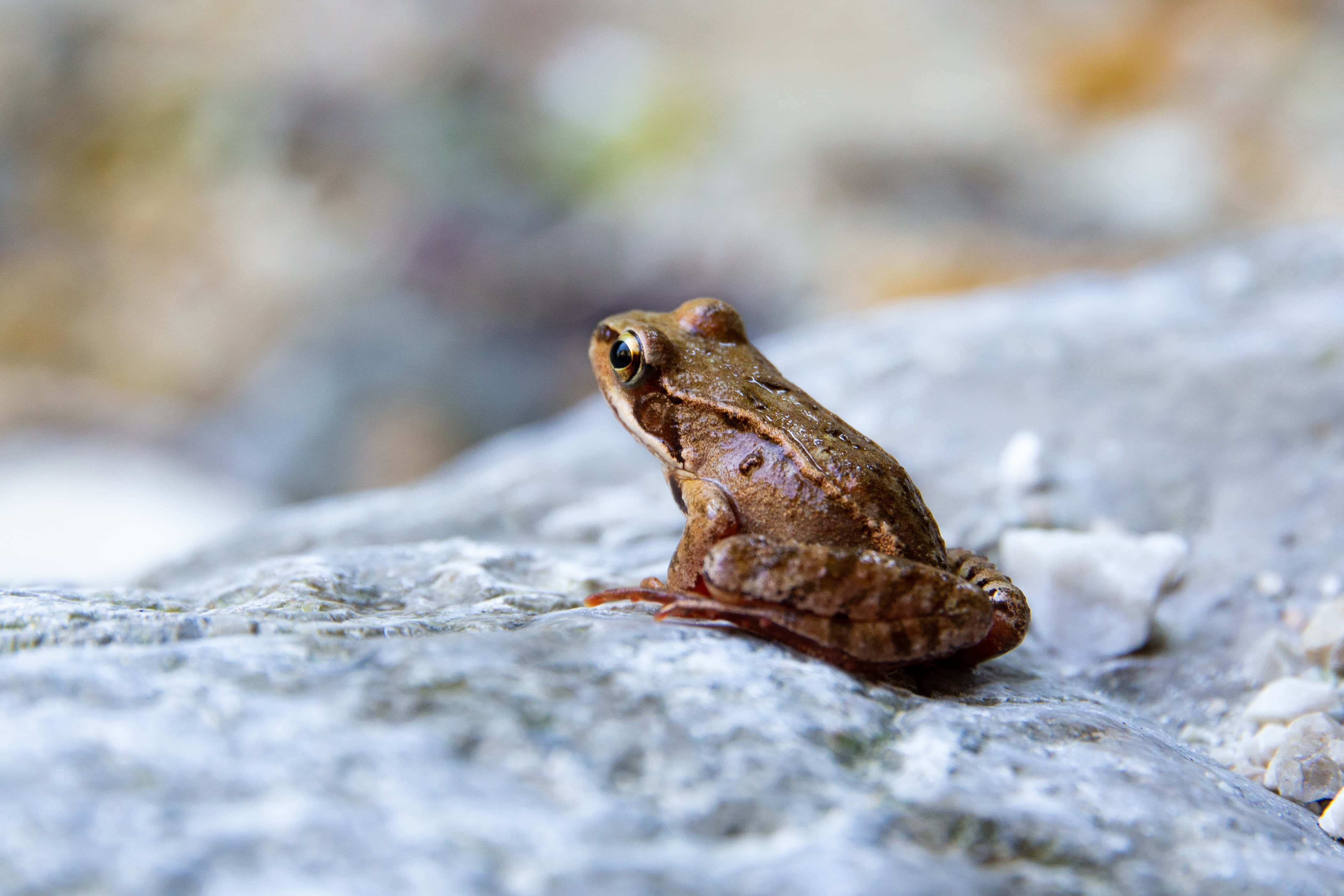 Frog 桌布 壁紙 — 一隻小棕色青蛙，深色眼睛，警覺地棲息在有紋理的灰色岩石上，背景柔和模糊。