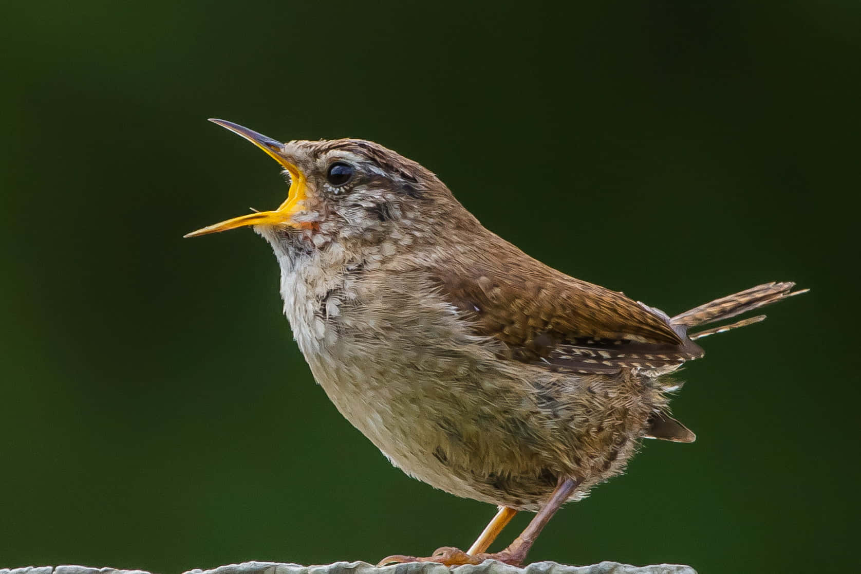 Birds Chirping 桌布 壁紙 — 一隻小棕色鳥兒，有著鮮黃色的喙，站在石柵欄上，對著模糊的綠色背景高聲歌唱。