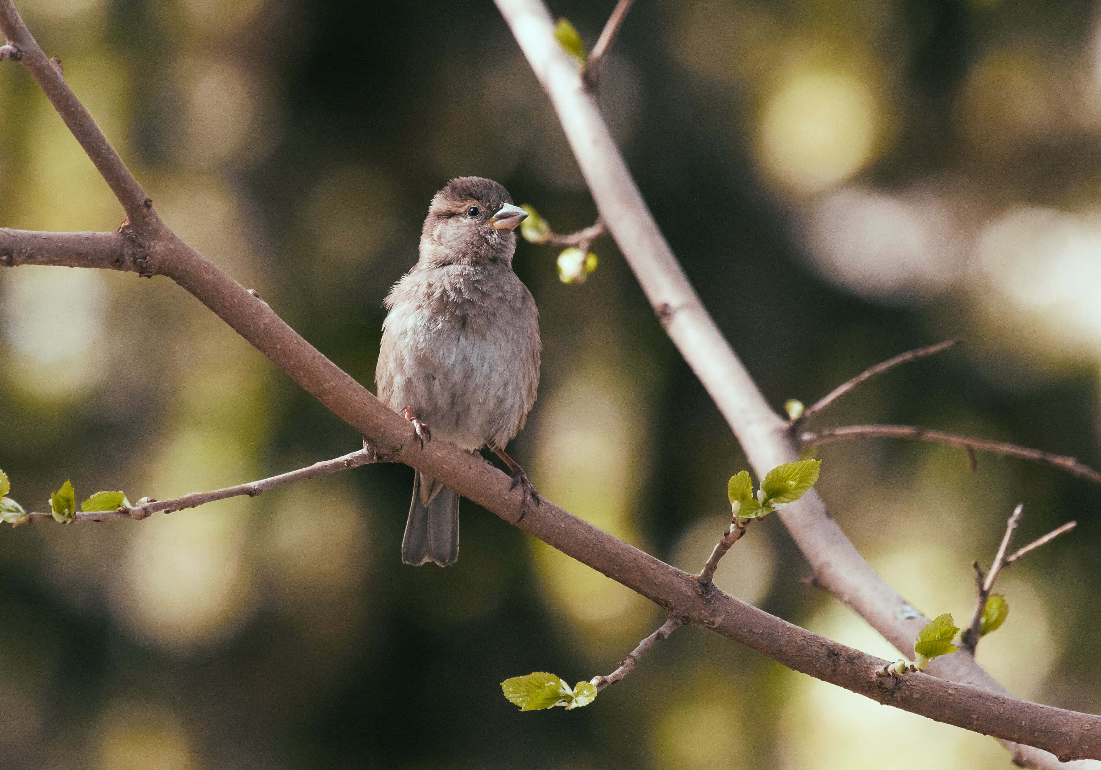 sparrow 桌布 壁紙 — 一隻小棕色鳥兒平靜地棲息在長滿嫩芽的樹枝上，背景是柔和模糊的綠色。