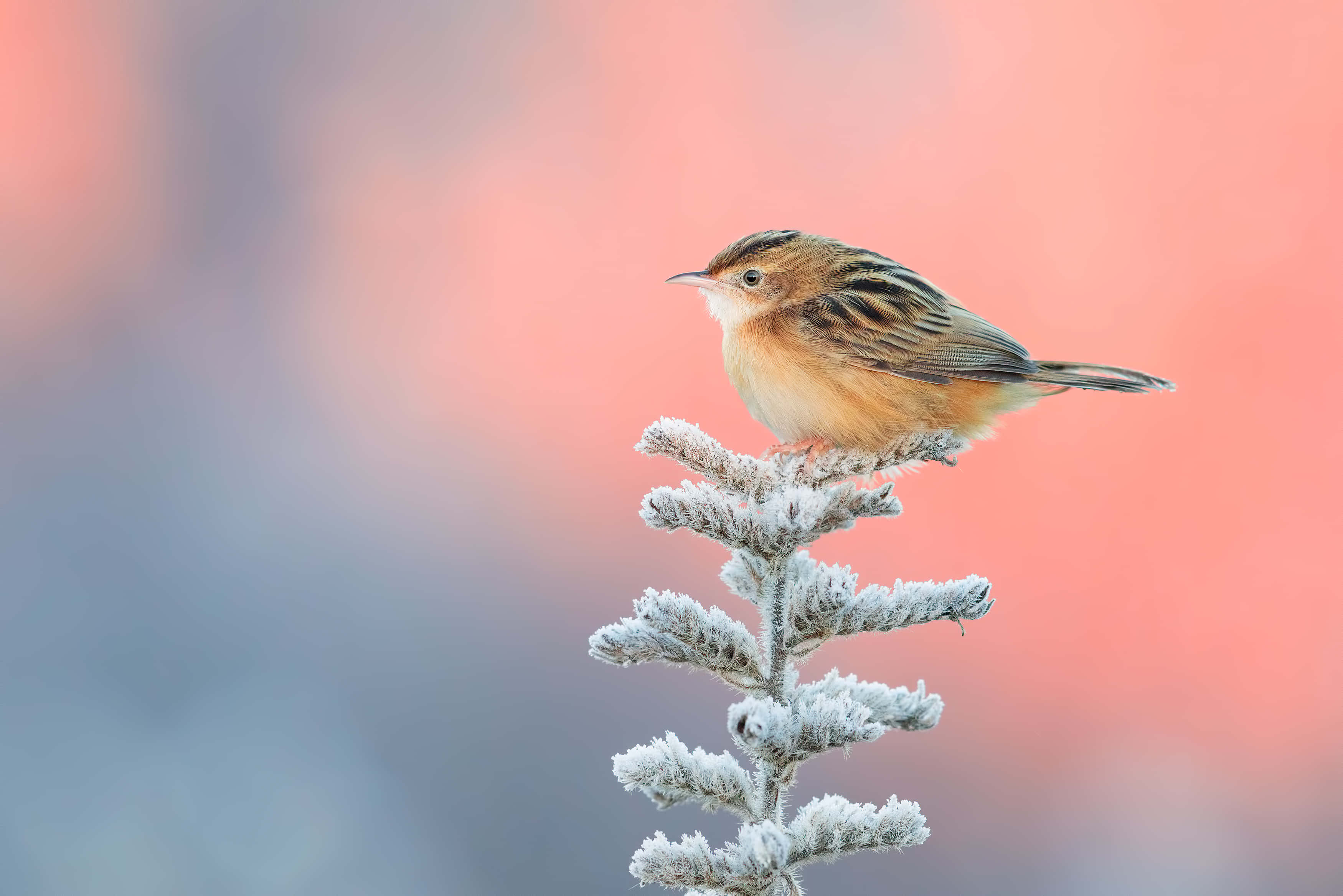 Cute Bird 桌布 壁紙 — 一隻小棕色鳥兒輕柔地棲息在結霜的樹枝上，背景是柔和的粉紅色和藍色模糊效果。