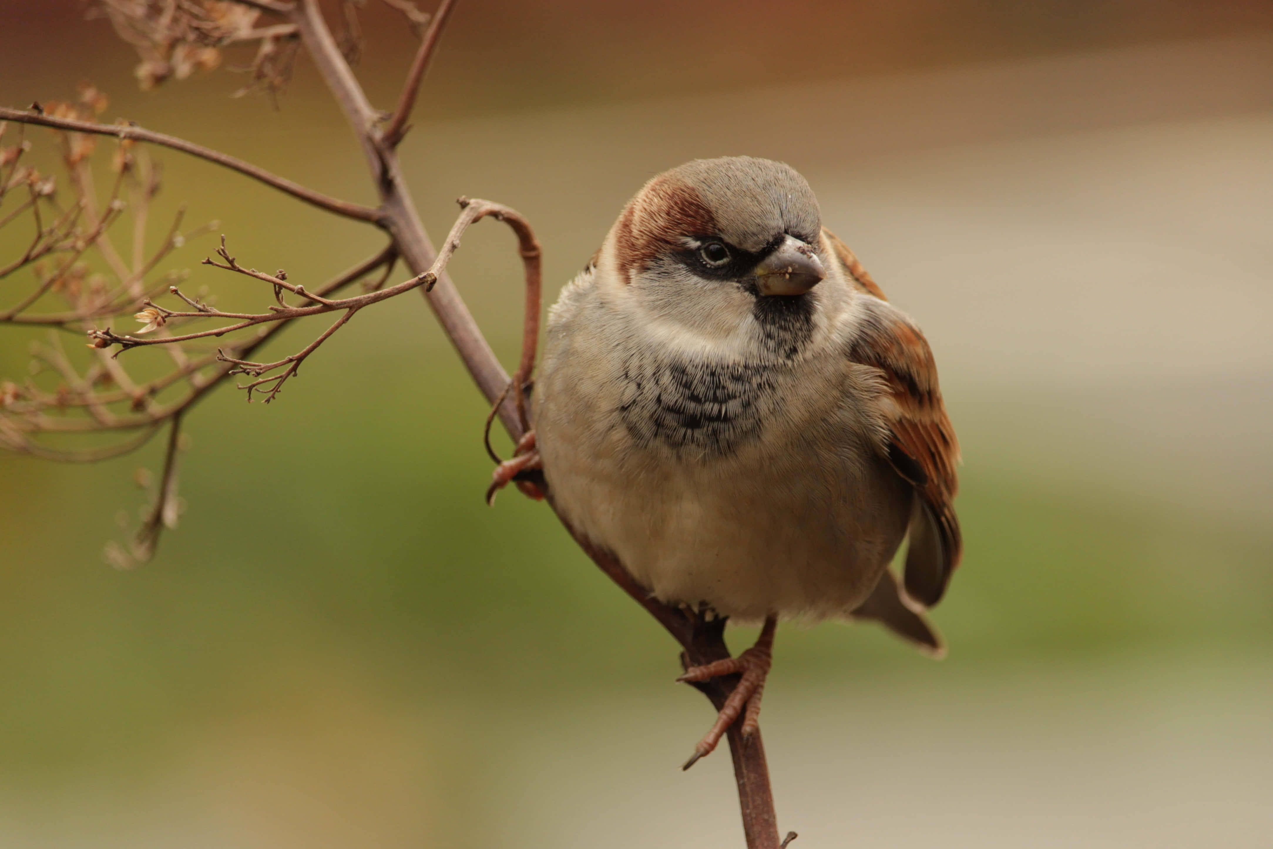 sparrow 桌布 壁紙 — 一隻小棕色鳥棲息在光禿禿的樹枝上，背景柔和模糊的特寫。