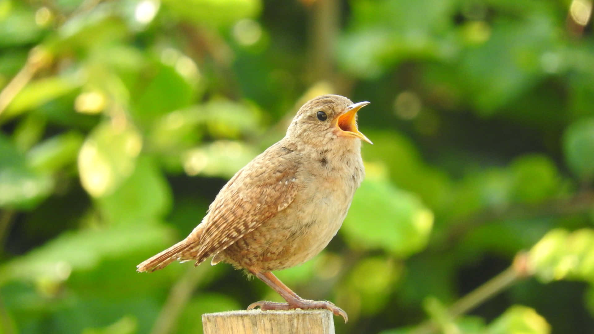 Birds Chirping 桌布 壁紙 — 一隻小棕色鳥棲息在木柱上，張開喙對著柔軟的綠色樹葉背景歌唱。