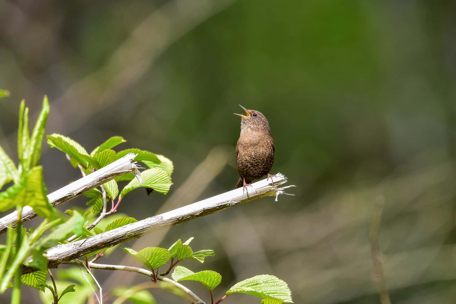 Birds Chirping 桌布 壁紙 — 一隻小棕色鳥棲息在樹枝上，張開喙對著柔和的綠色模糊背景歌唱。