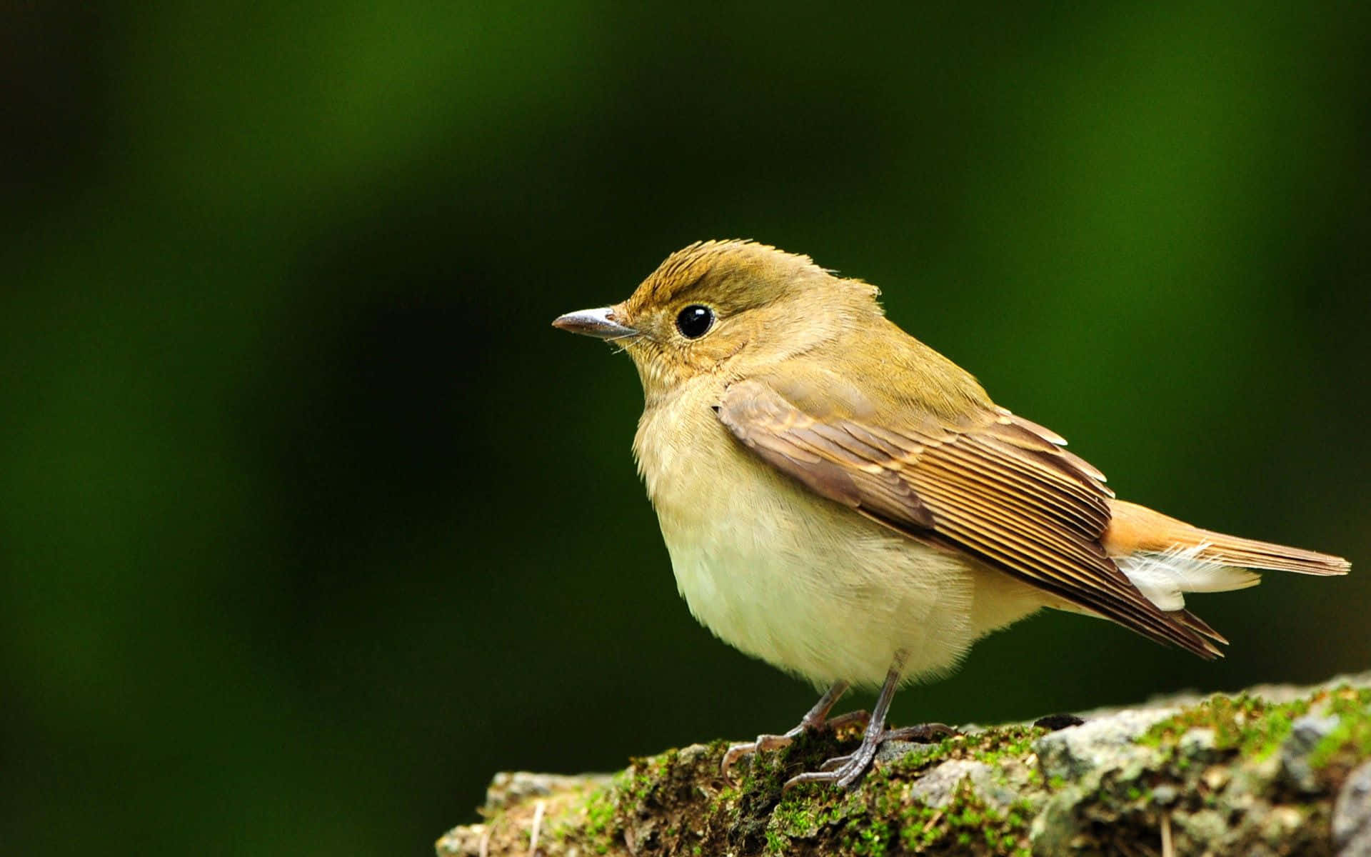 Cute Bird 桌布 壁紙 — 一隻小棕色鳥棲息在長滿苔蘚的樹枝上，背景是柔和模糊的綠色森林。