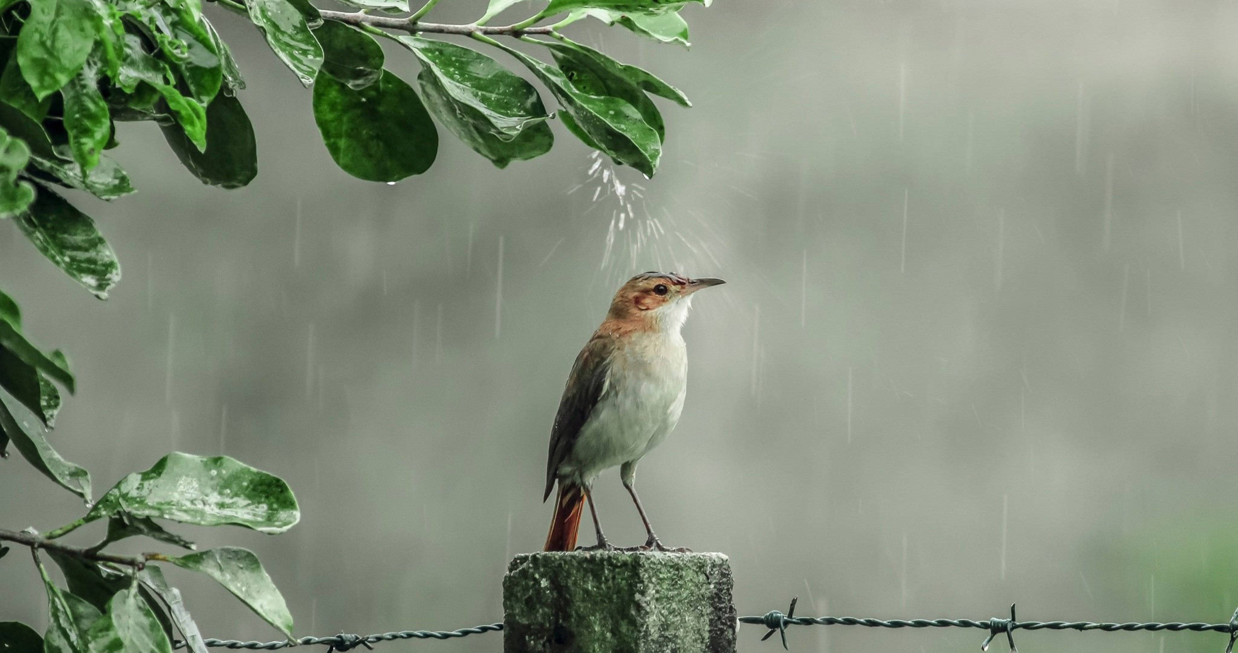Rainy 桌布 壁紙 — 一隻小棕色鳥棲息在風化的籬笆柱上，下方是茂密的綠葉，周圍細雨輕柔飄落。
