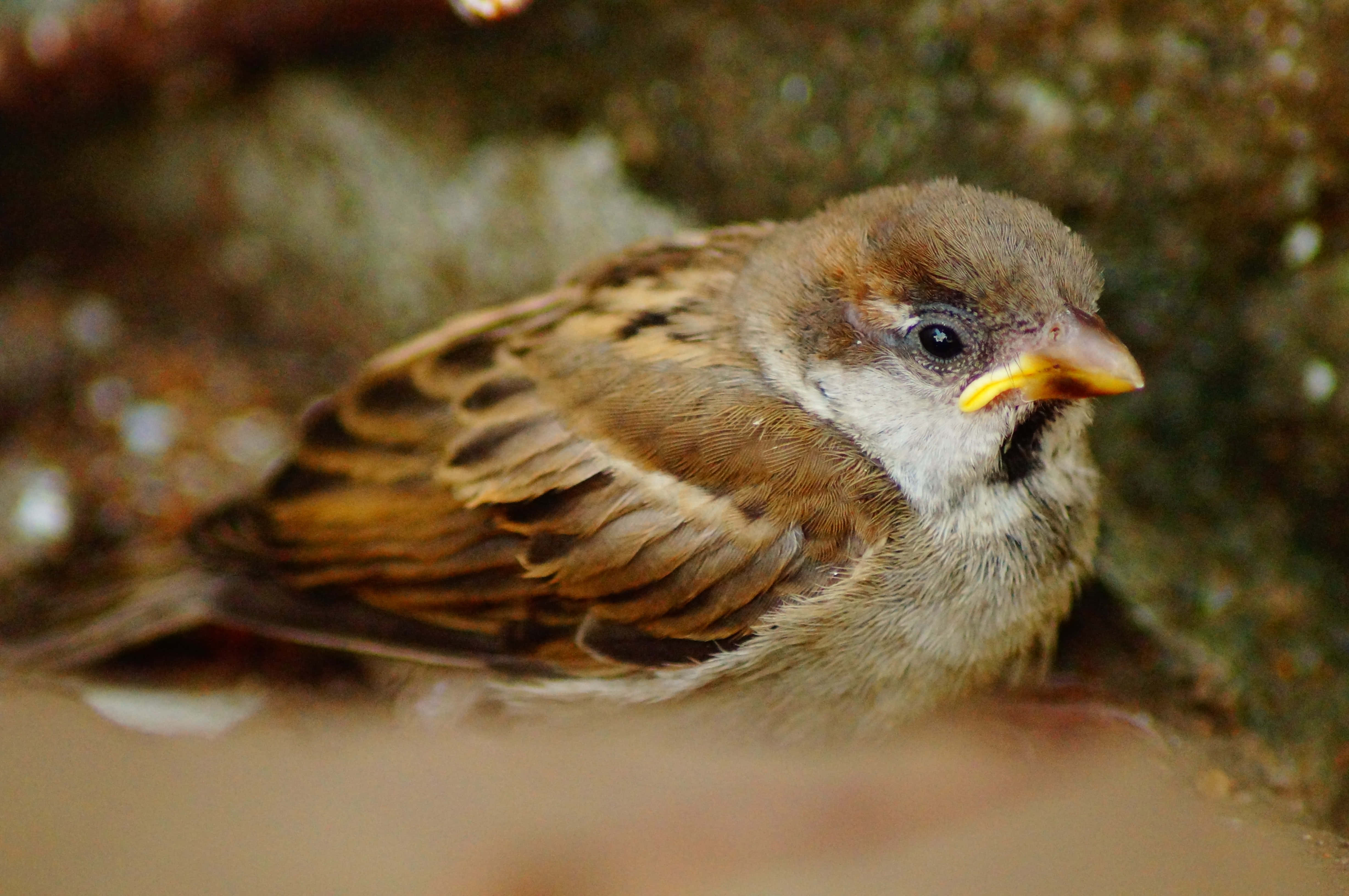 sparrow 桌布 壁紙 — 一隻小棕色麻雀，黃色喙，棲息在模糊的自然表面上的特寫照片。