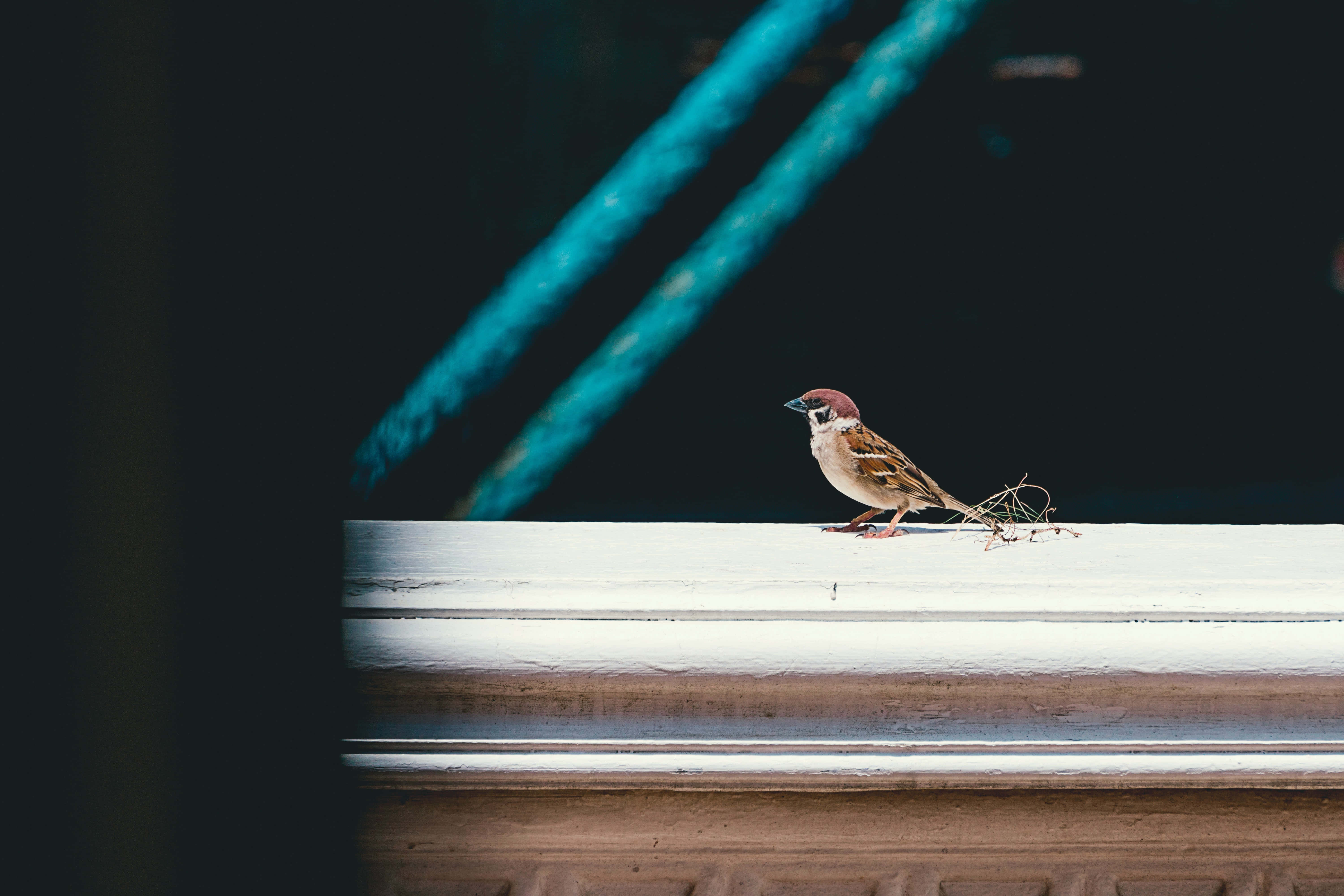 sparrow 桌布 壁紙 — 一隻小棕色麻雀棲息在白色窗台上，背景深色帶有對角線的青綠色光條。