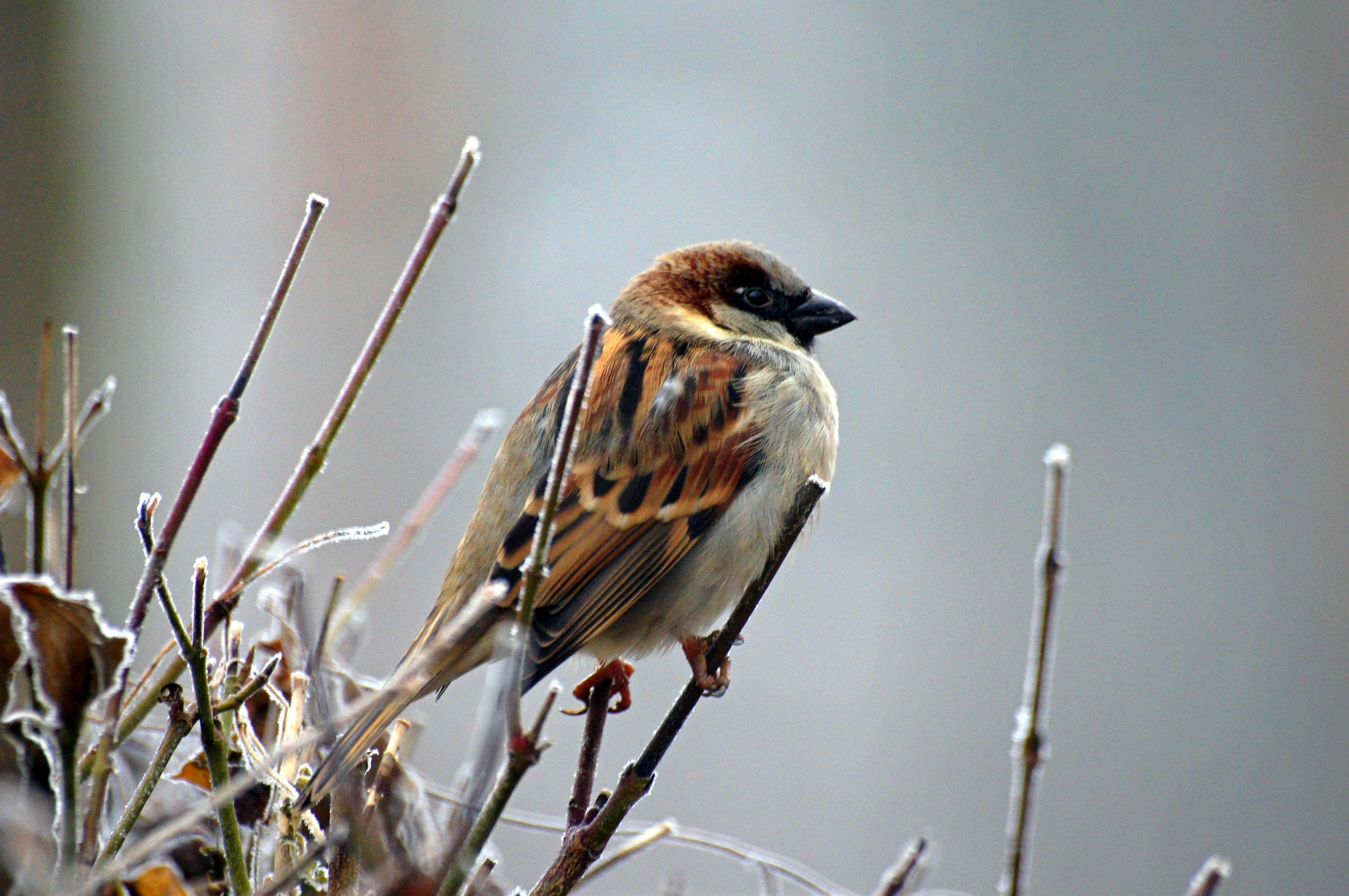 sparrow 桌布 壁紙 — 一隻小棕色麻雀棲息在結霜的樹枝上，背景是柔和的灰色冬日景色。
