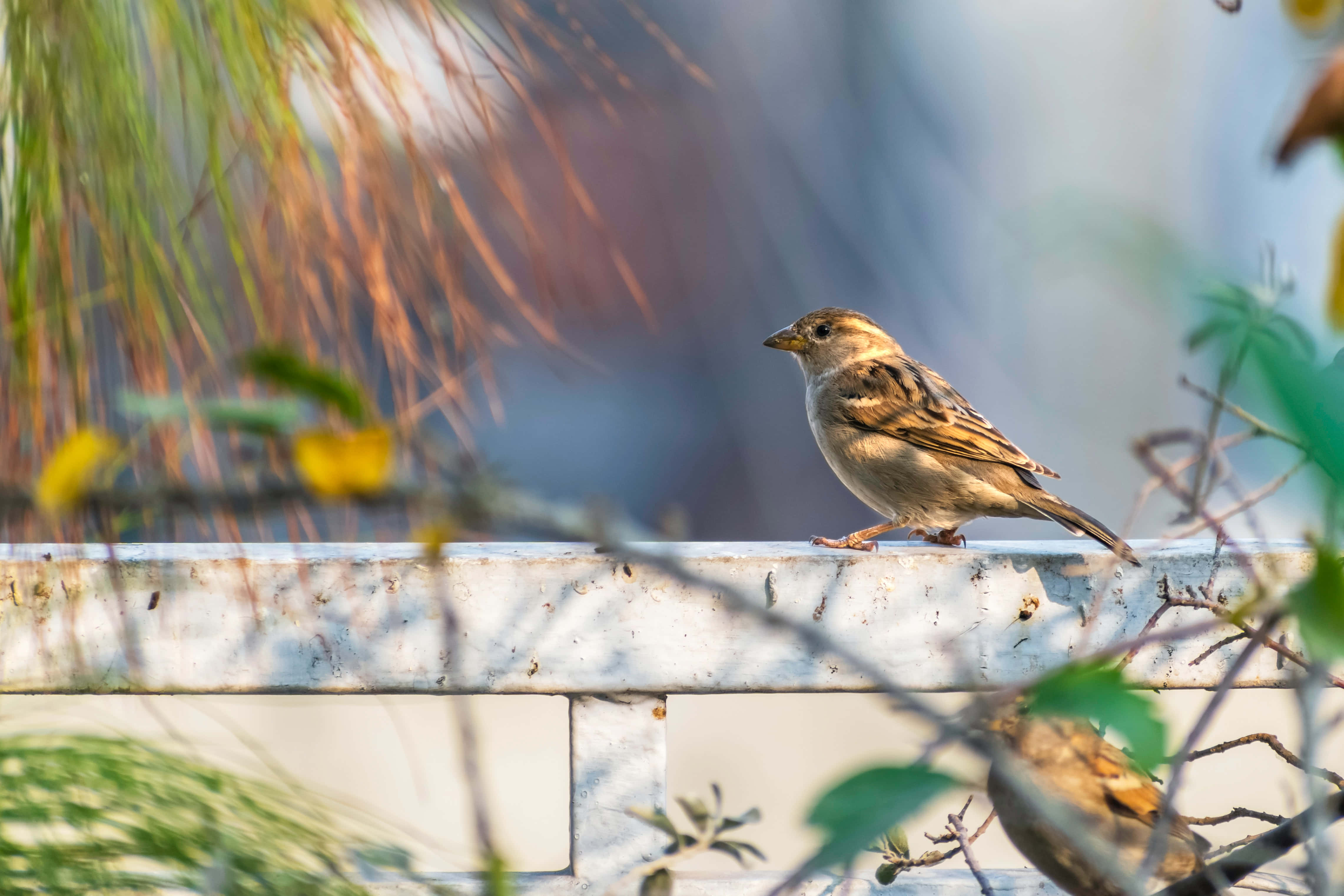 sparrow 桌布 壁紙 — 一隻小棕色麻雀棲息在風化的白色欄杆上，背景是模糊的綠色和黃色樹葉。