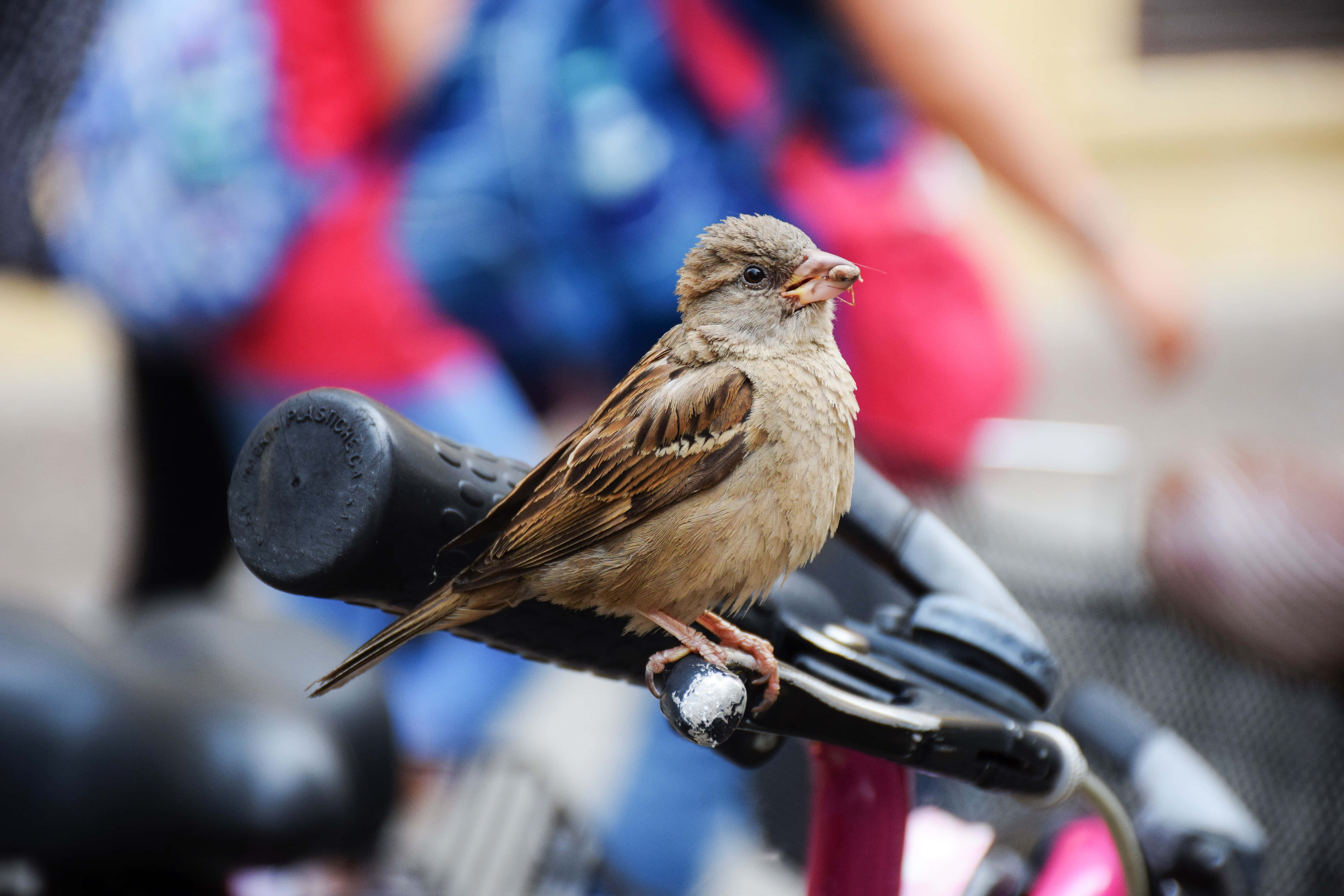 sparrow 桌布 壁紙 — 一隻小棕色麻雀警覺地停在黑色自行車把手，背景是模糊的彩色。