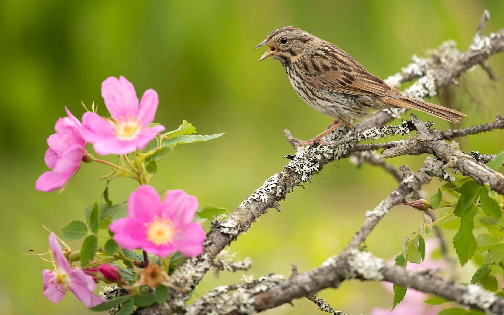 Birds Chirping 桌布 壁紙 — 一隻小棕鳥棲息在長滿地衣的樹枝上，旁邊是鮮豔的粉紅色花朵，背景是柔和的綠色。