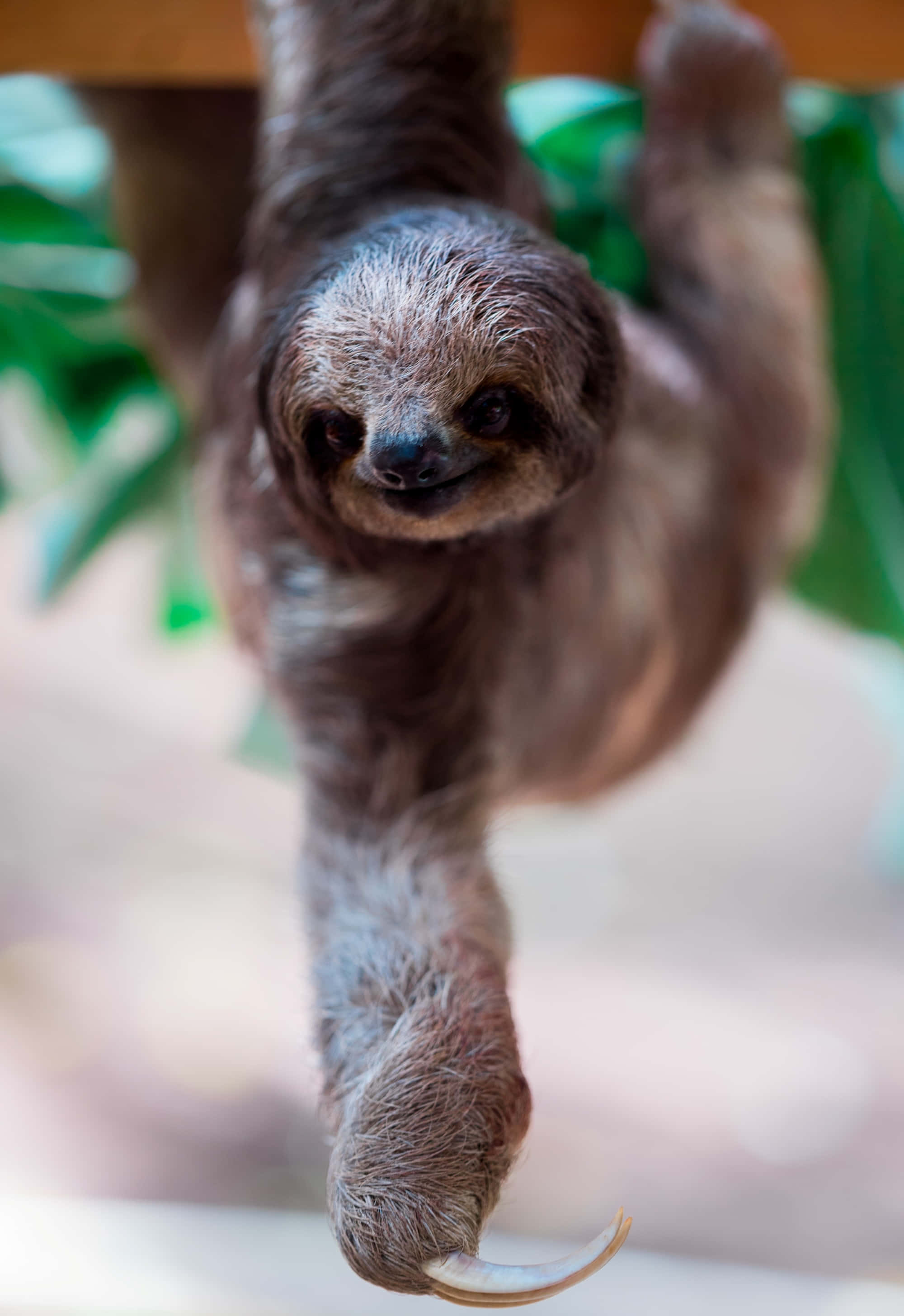動物 桌布 壁紙 — 一隻小樹懶用爪子懸掛著，帶著好奇的眼神，背景是模糊的綠色樹葉。