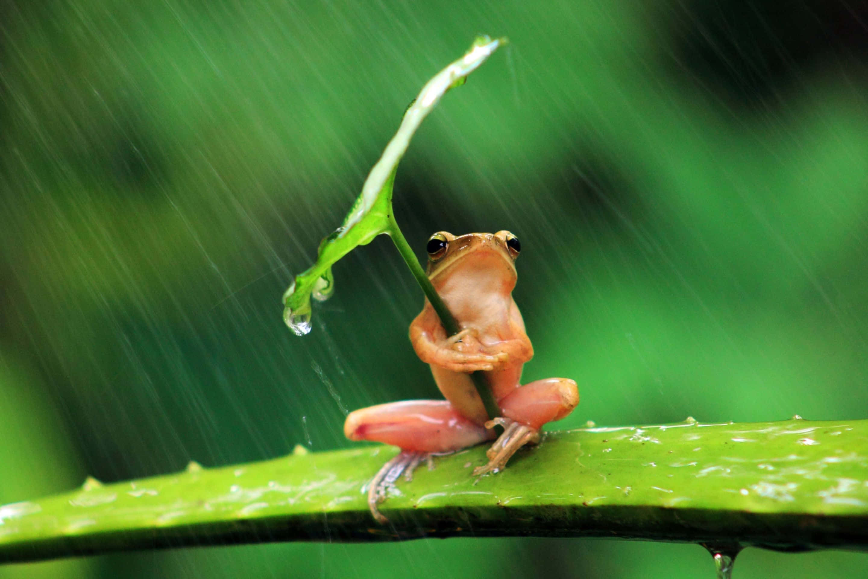 高解析度 桌布 壁紙 — 一隻小橙色青蛙棲息在綠葉上，雨滴在茂密的森林環境中落在它周圍。