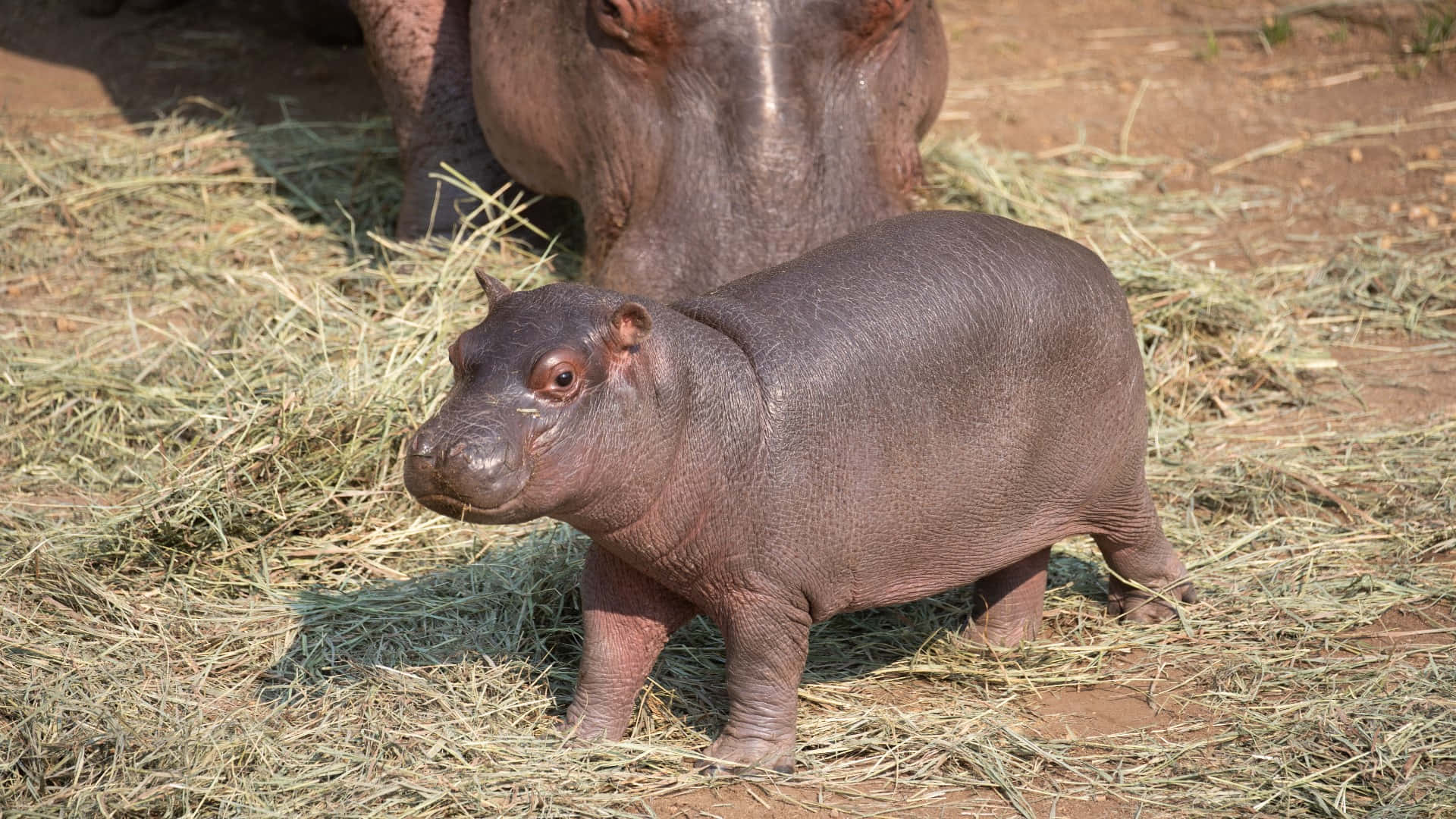 hippo 桌布 壁紙 — 一隻小河馬寶寶站在乾草上，在陽光普照的圍欄裡挨著媽媽。