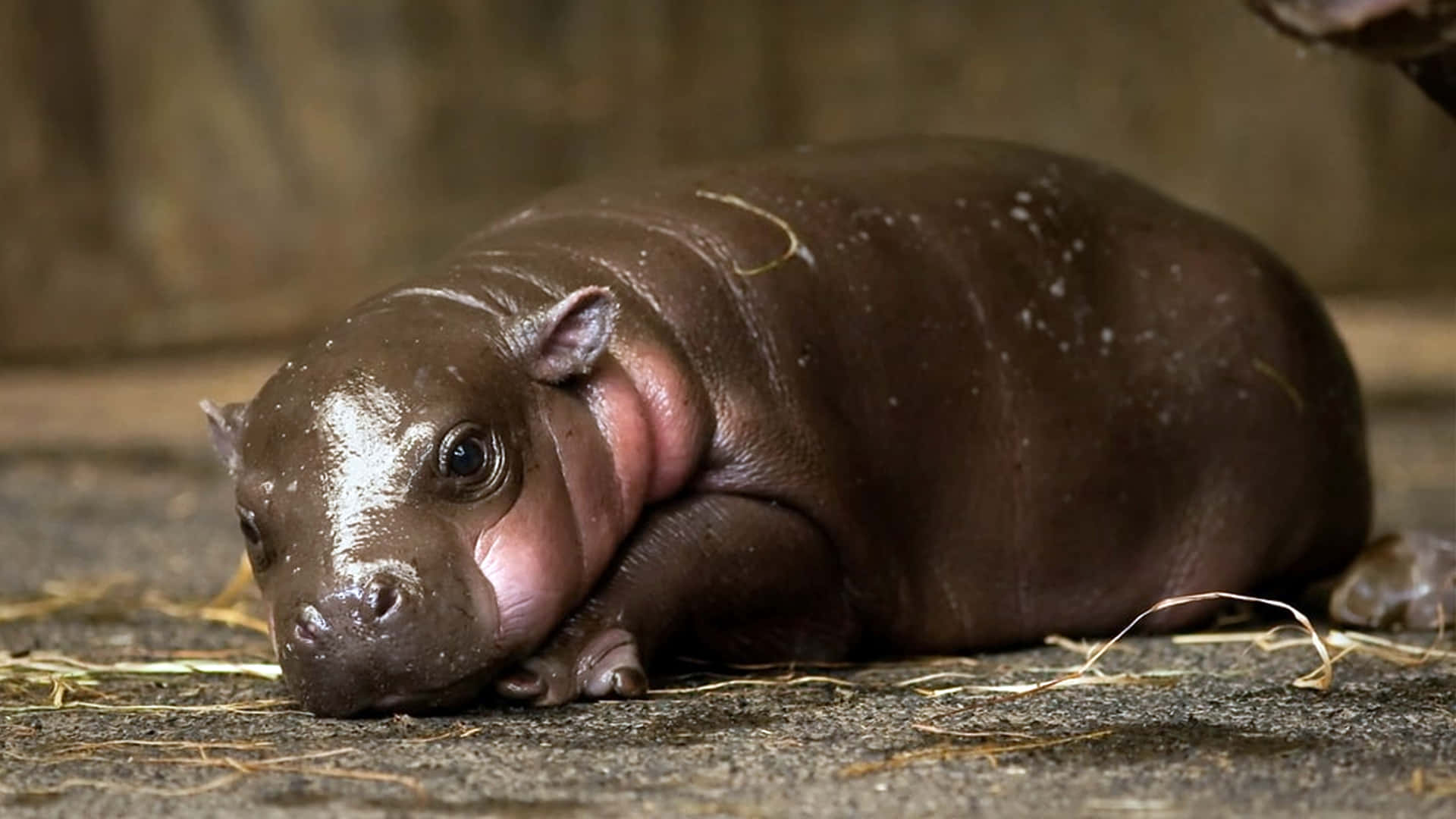 hippo 桌布 壁紙 — 一隻小河馬寶寶躺在稻草上，有著大大的好奇眼睛和皺褶的深色皮膚。