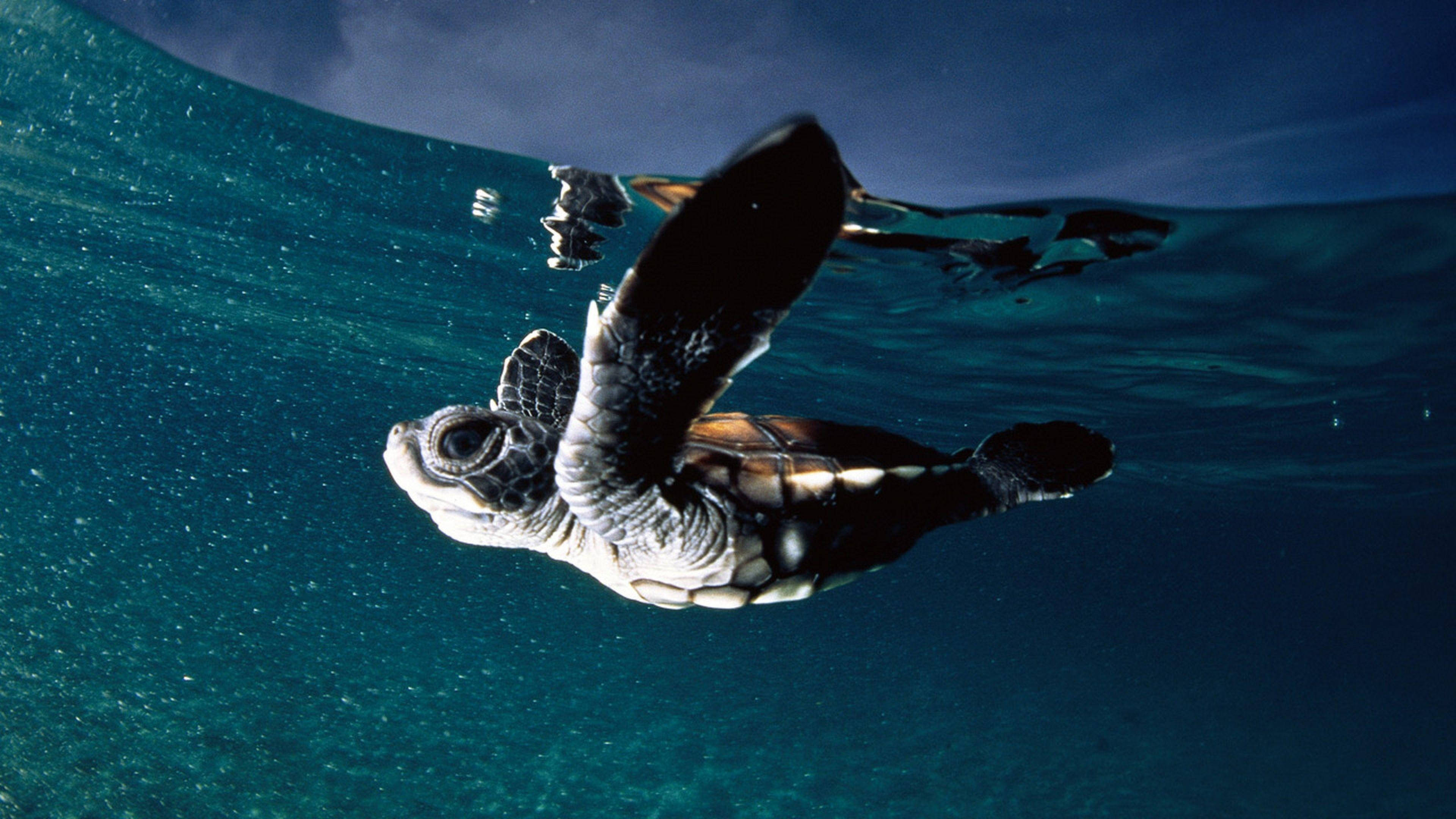 Turtle 桌布 壁紙 — 一隻小海龜優雅地在水中游動，鰭狀肢伸展，靠近海洋表面。