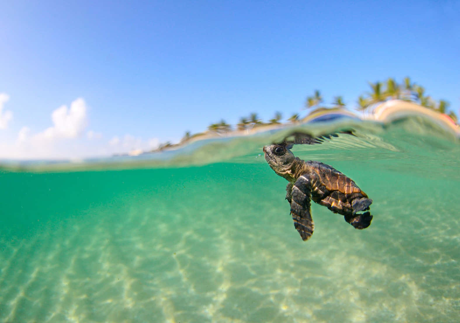 Turtle 桌布 壁紙 — 一隻小海龜優雅地在水中游向陽光照射的水面，上方可見熱帶島嶼和棕櫚樹。