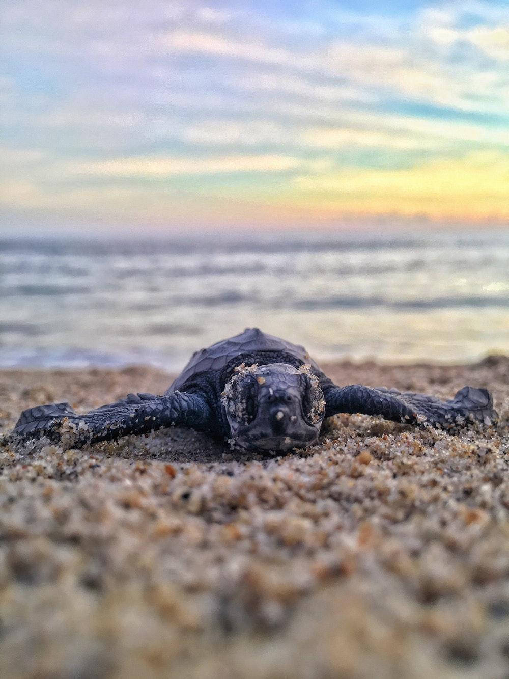 Turtle 桌布 壁紙 — 一隻小海龜在日落時分在濕沙上休息，背景是柔和粉彩的天空和海洋波浪。