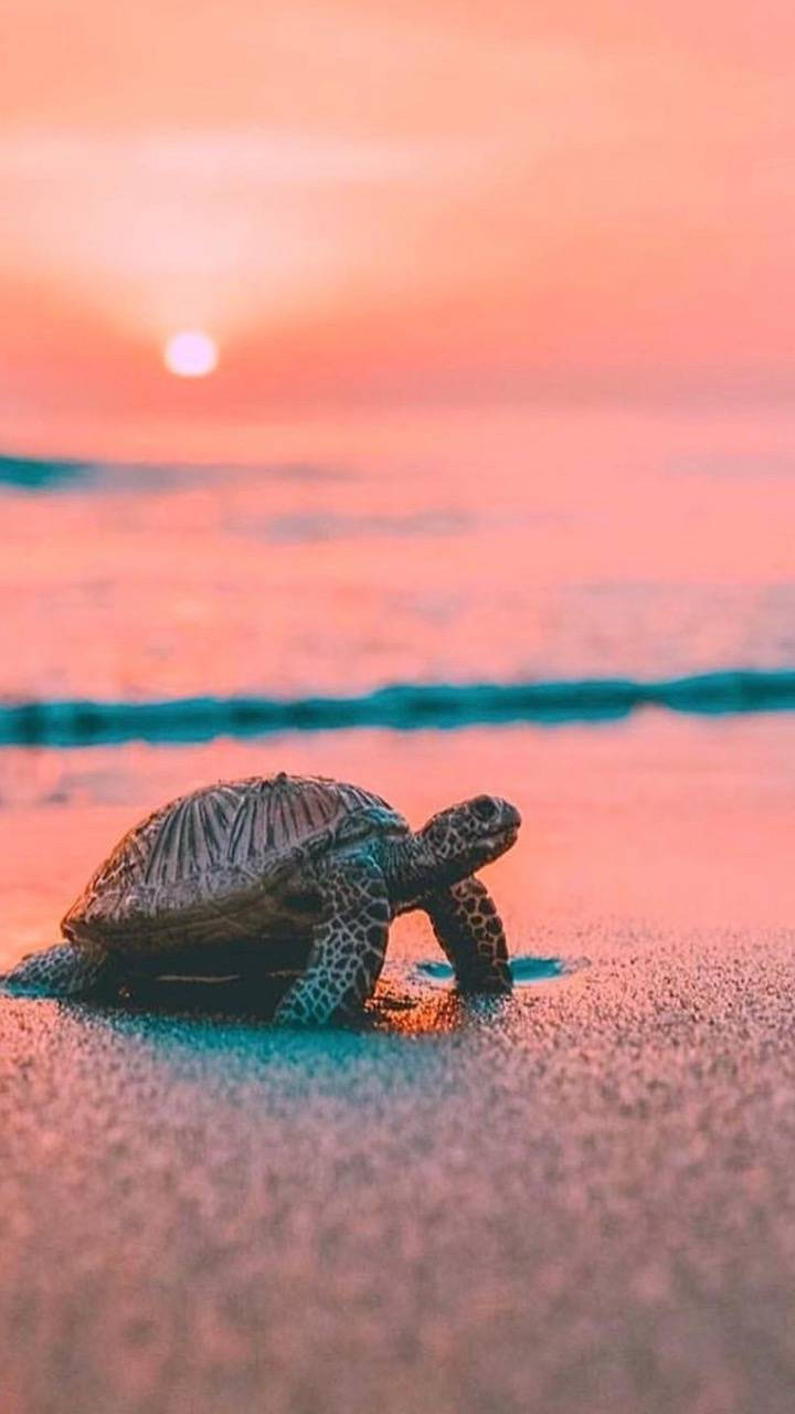 Sea Turtle iPhone 桌布 壁紙 — 一隻小海龜在日落時分爬過粉紅色的沙灘，向著海洋前進，遠處有一輪發光的太陽。