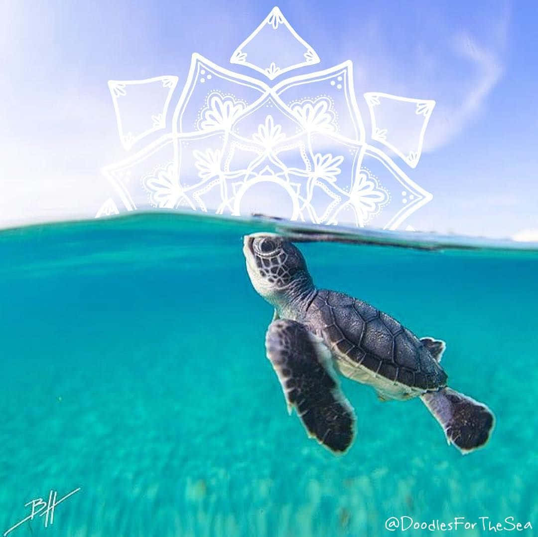 Baby Turtle 桌布 壁紙 — 一隻小海龜在水下游泳，游向漂浮在碧綠水面上的發光白色曼陀羅。