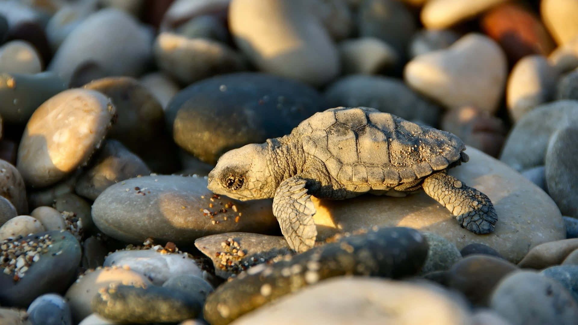 Baby Turtle 桌布 壁紙 — 一隻小海龜在陽光普照的海岸線上的卵石上休息，牠的紋理龜殼捕捉住金色的光線。