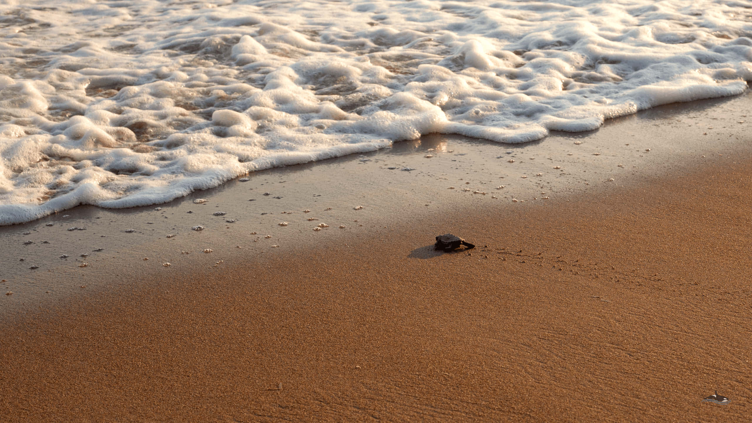 Baby Turtle 桌布 壁紙 — 一隻小海龜寶寶在日落時分，溫柔的海浪拍打著金色沙灘，向著海洋爬行。