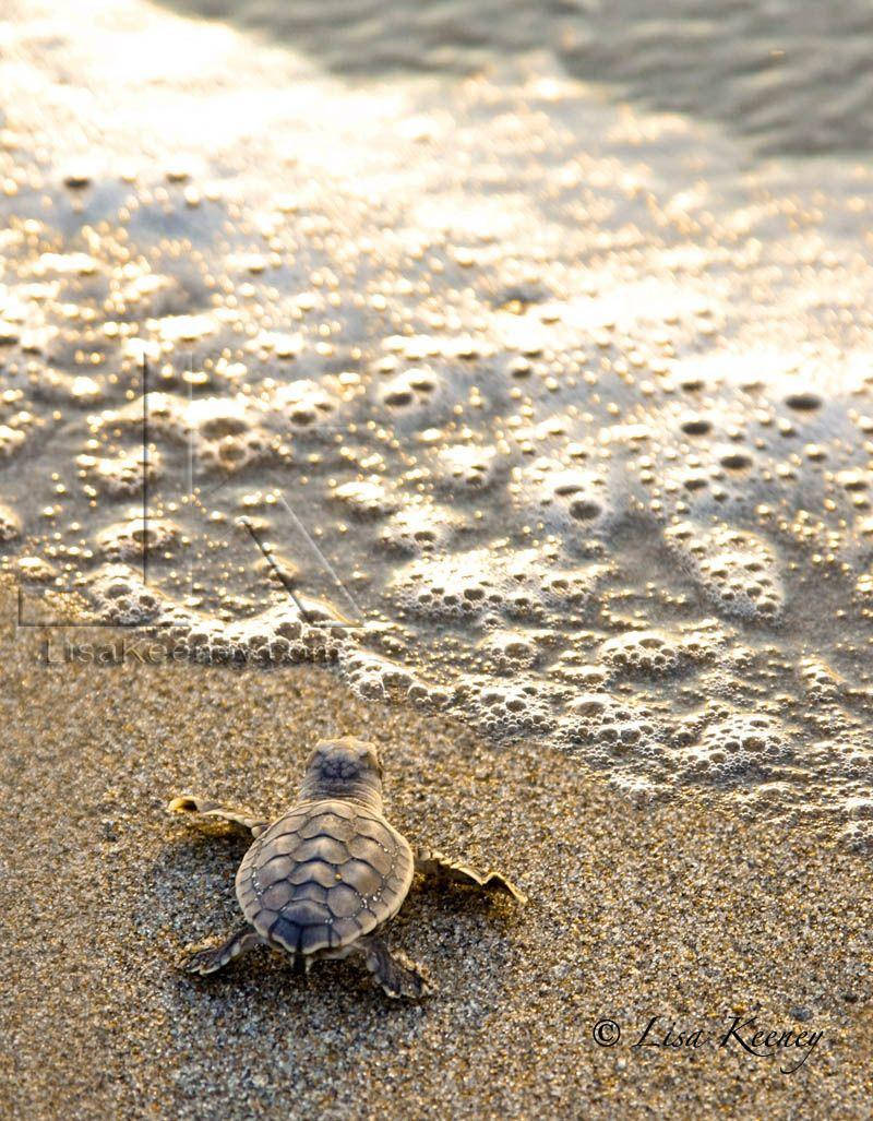 海灘 桌布 壁紙 — 一隻小海龜寶寶在金色日出時，堅定地爬過濕沙向海洋前進，溫柔的海浪拍打著岸邊。
