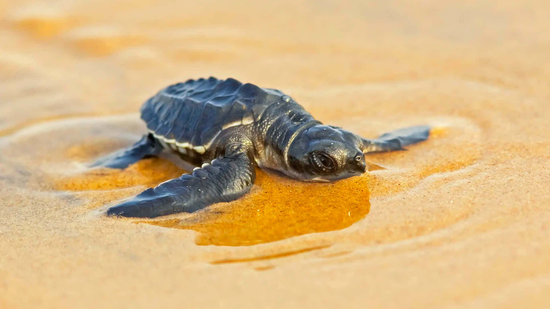 Baby Turtle 桌布 壁紙 — 一隻小海龜從金色沙灘上，用堅定的鰭足爬向海洋。